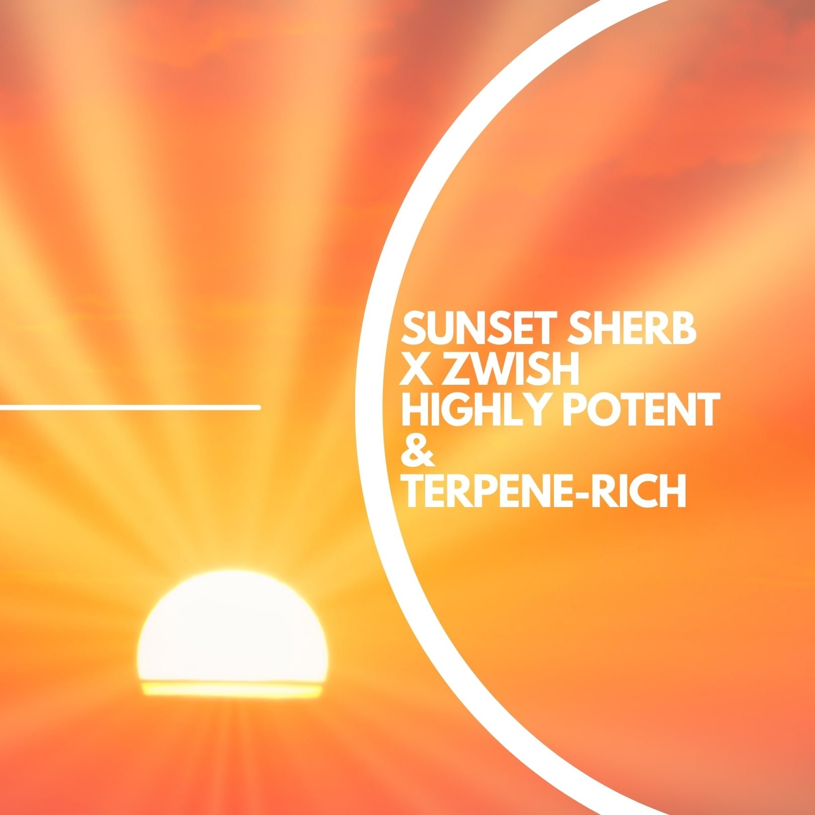 SUNNY Z BY HOUSE OF SACCI:
This high-THC, terpene-rich indica born from Sunset Sherb x Zwish delivers a warm, fuzzy, and comforting body high with vibrant notes of citrus, soap, cinnamon, and pine.