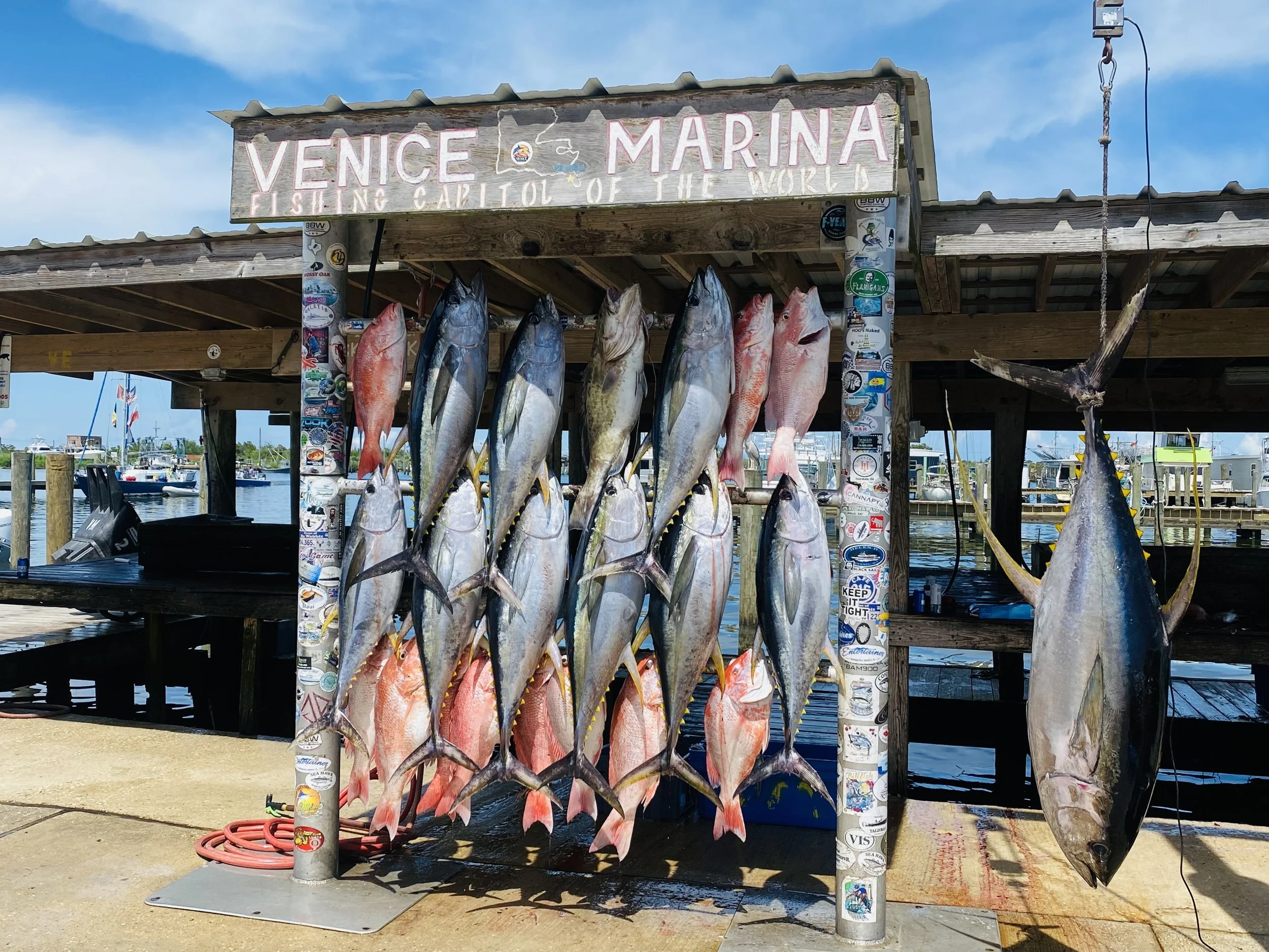 FISH RACKED AT VENICE MARINA 2.jpg