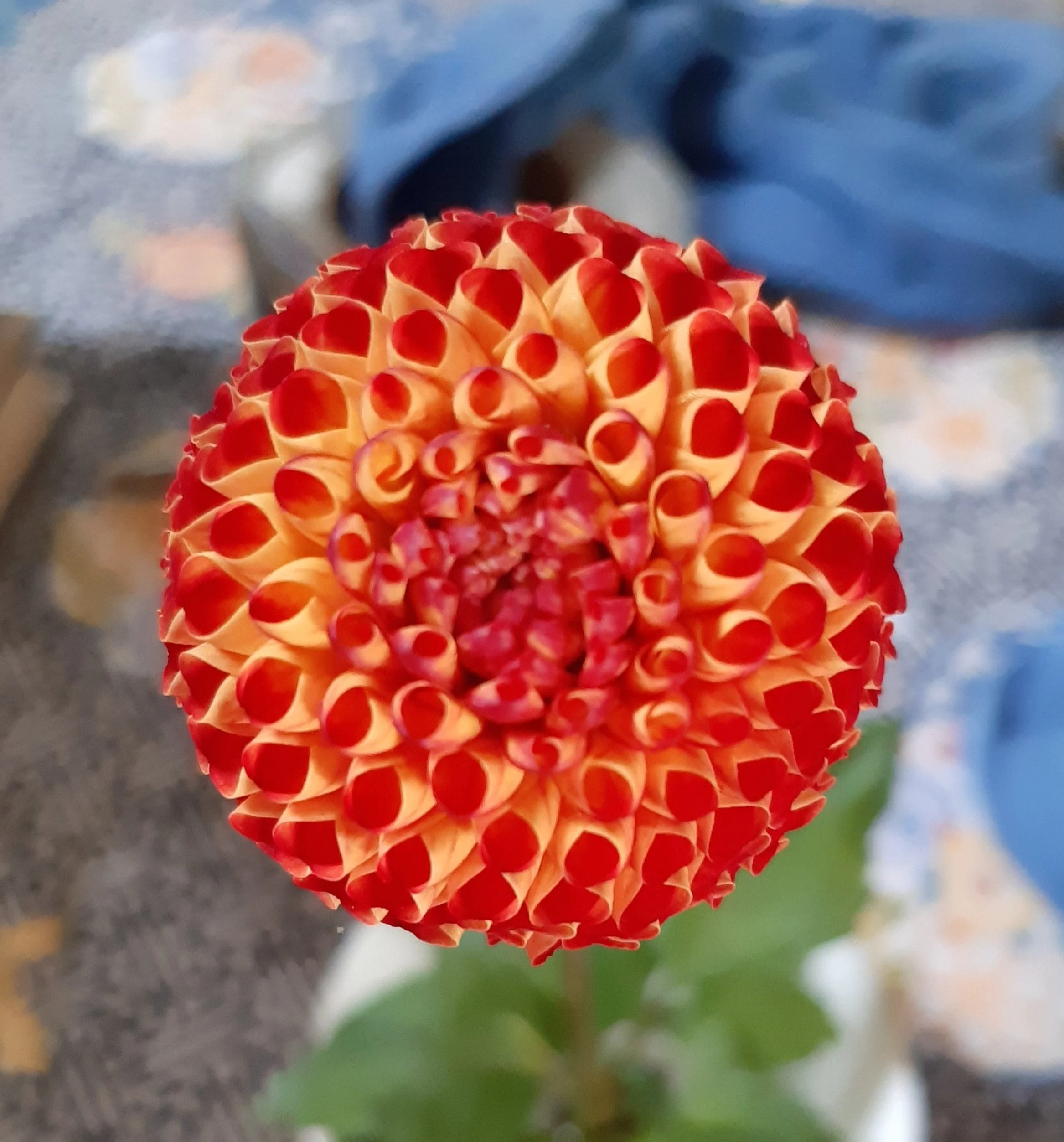 Irish Glow (Deborah Dietz) wins BEST IN SHOW 2022. Check out its perfect Fibonacci sequence. Click image to learn more about the Fibonacci sequence. 