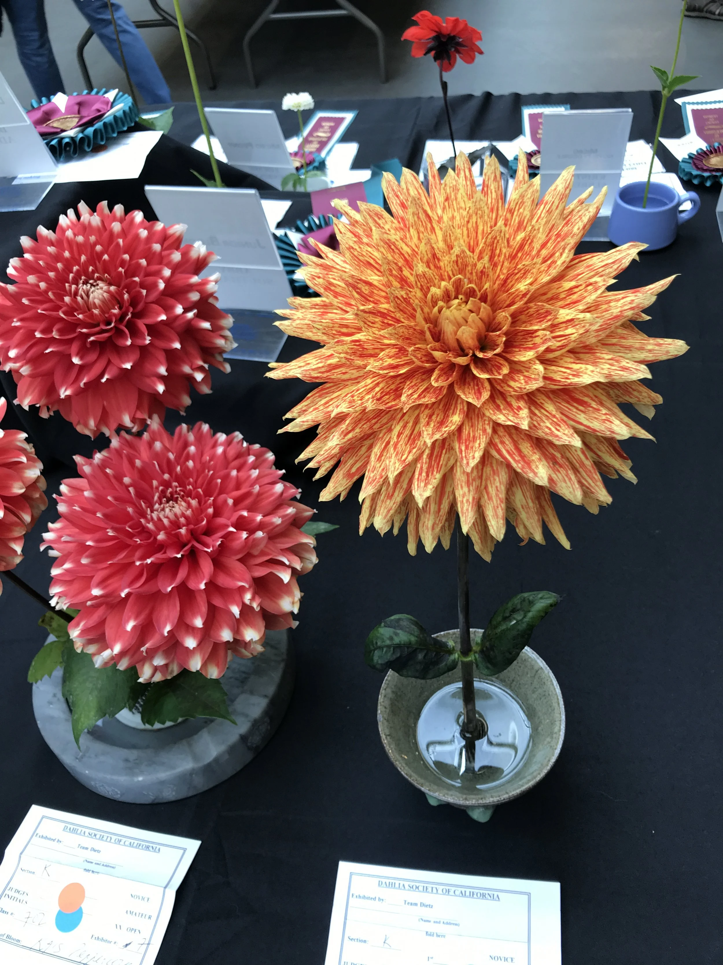 Left: KA's Peppercorn B Informal Decorative
Right: Rolf - B Semi-Cactus
