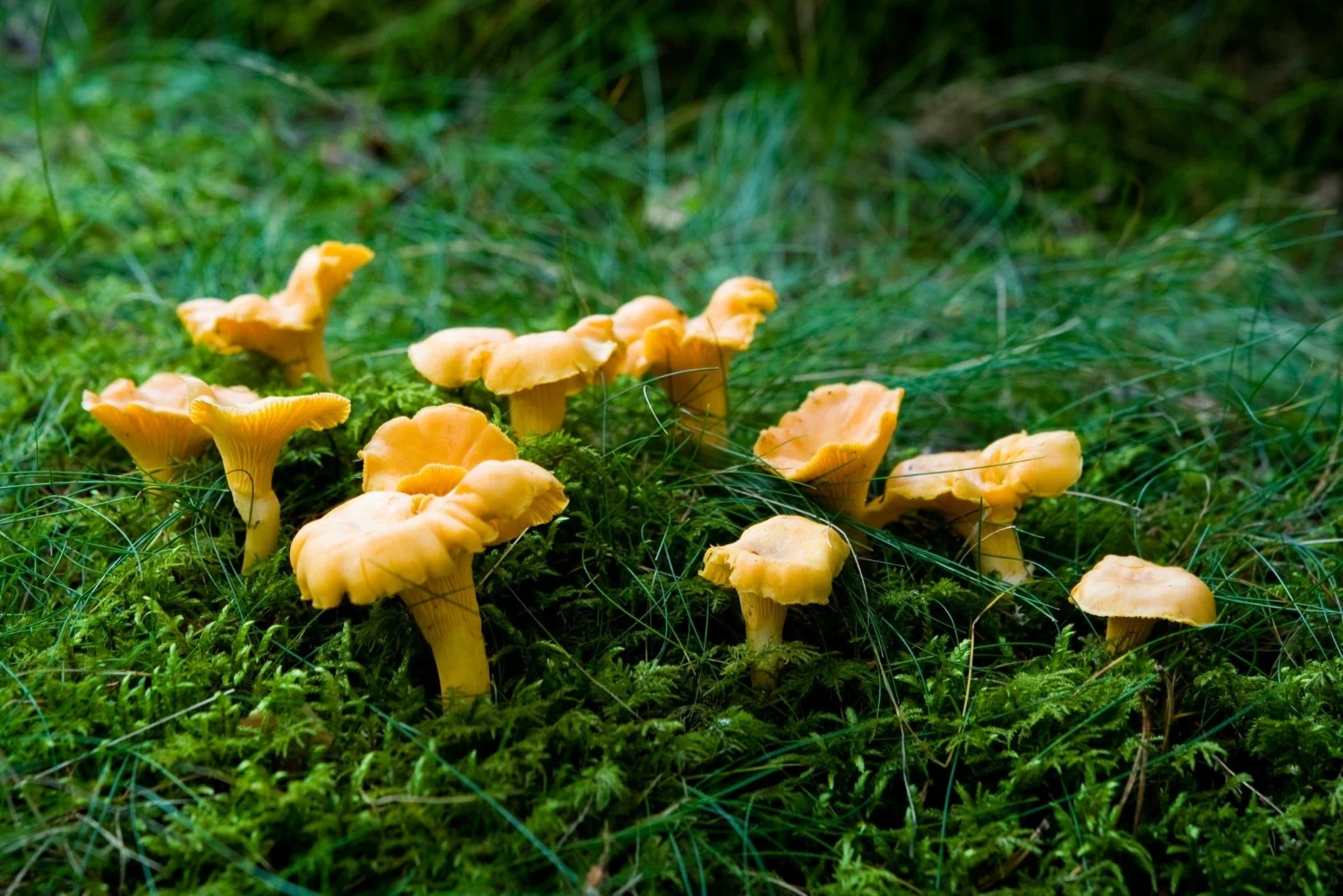 Wild Chanterelles Dinner