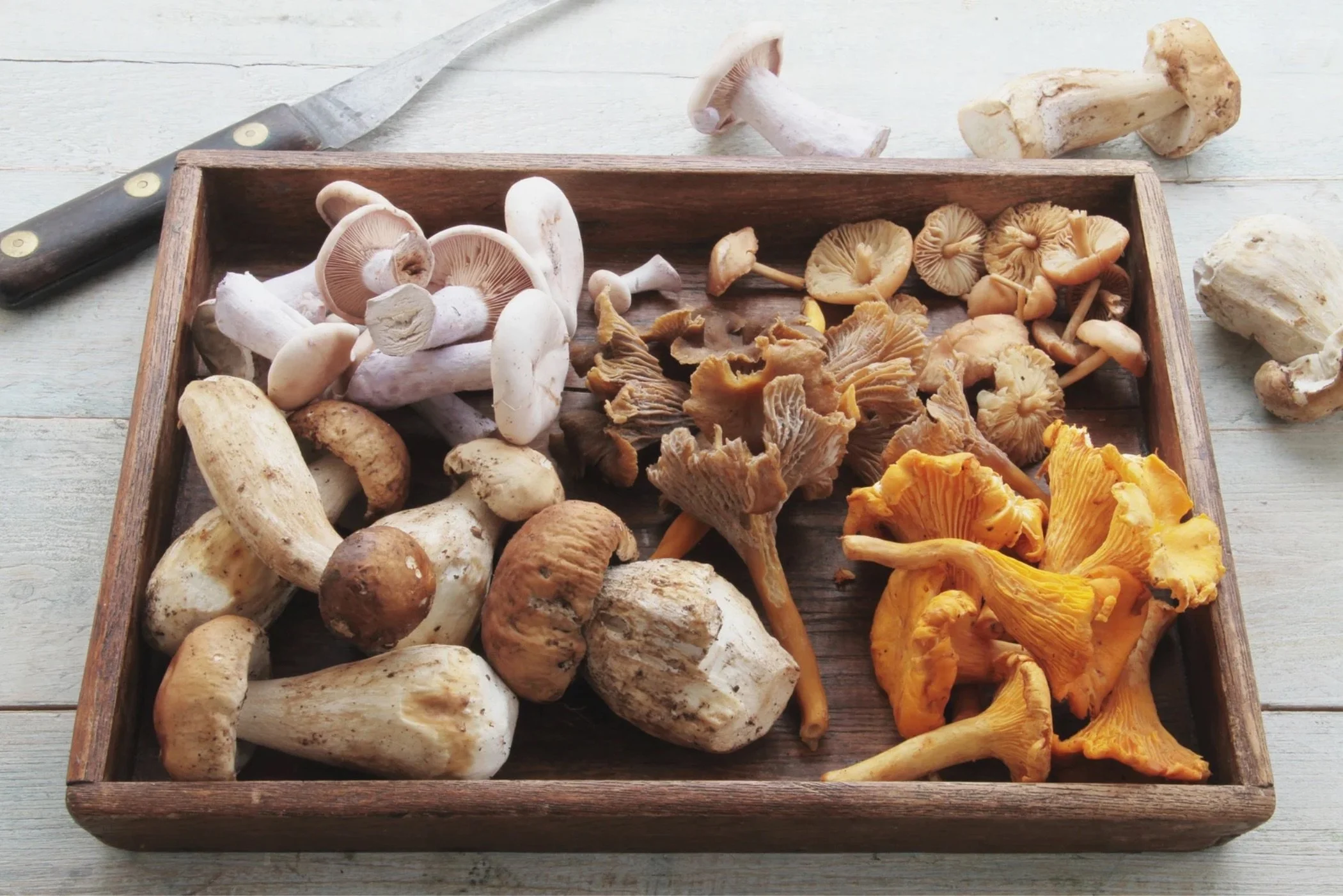 Wild Mushroom Dinner