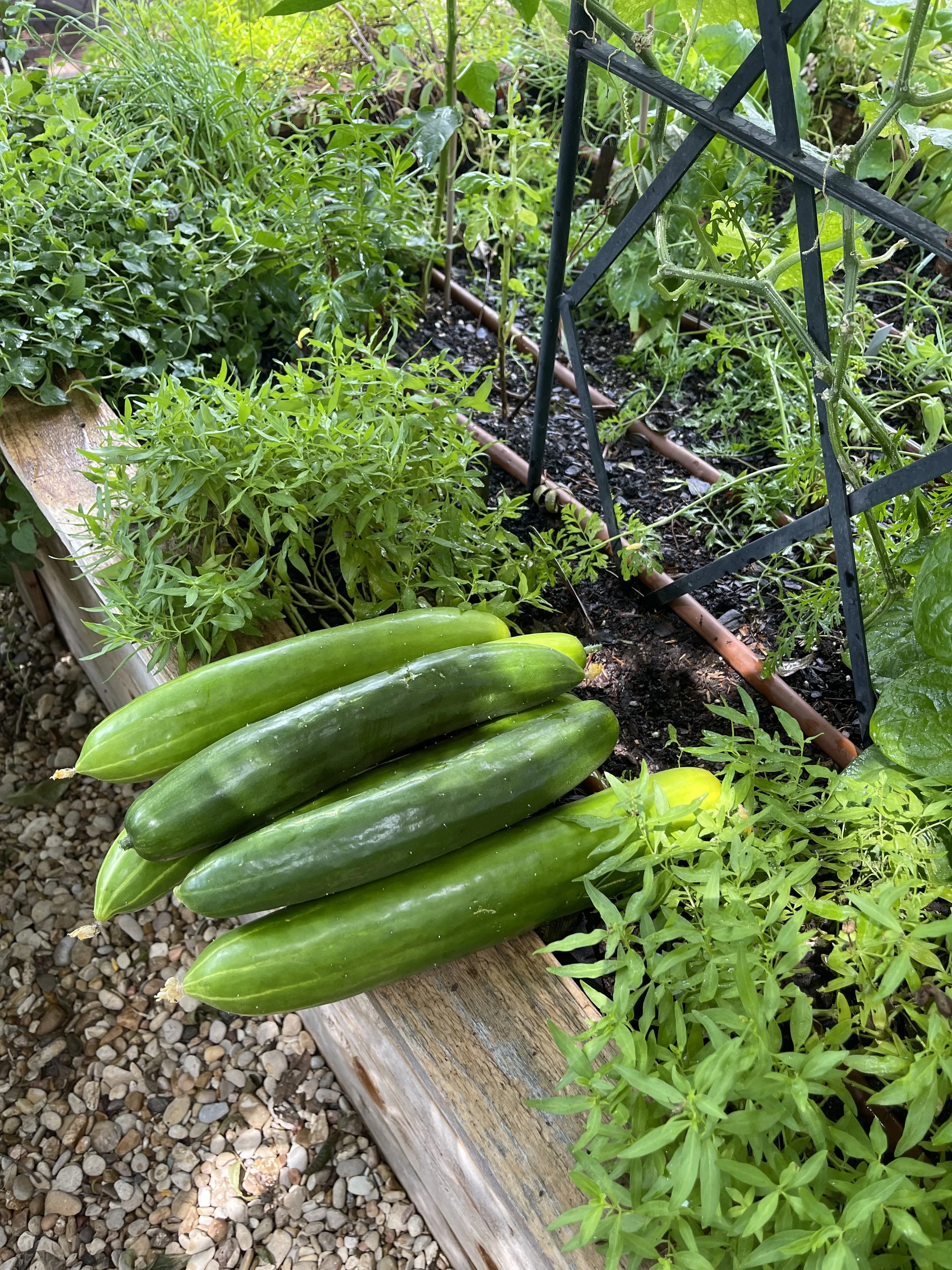 Cucumbers.jpg