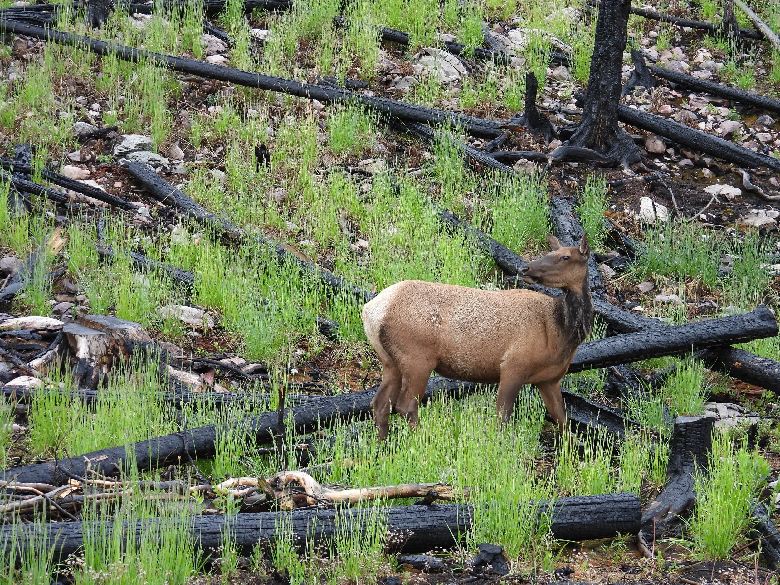 Bain There, Done That: My Favourite Jasper Wildlife Moments 