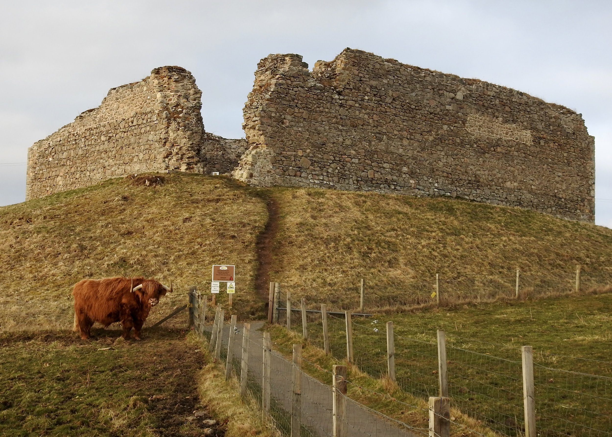 Murdo the Highland cow at the Castle Roy ruins in Cairngorms National Park