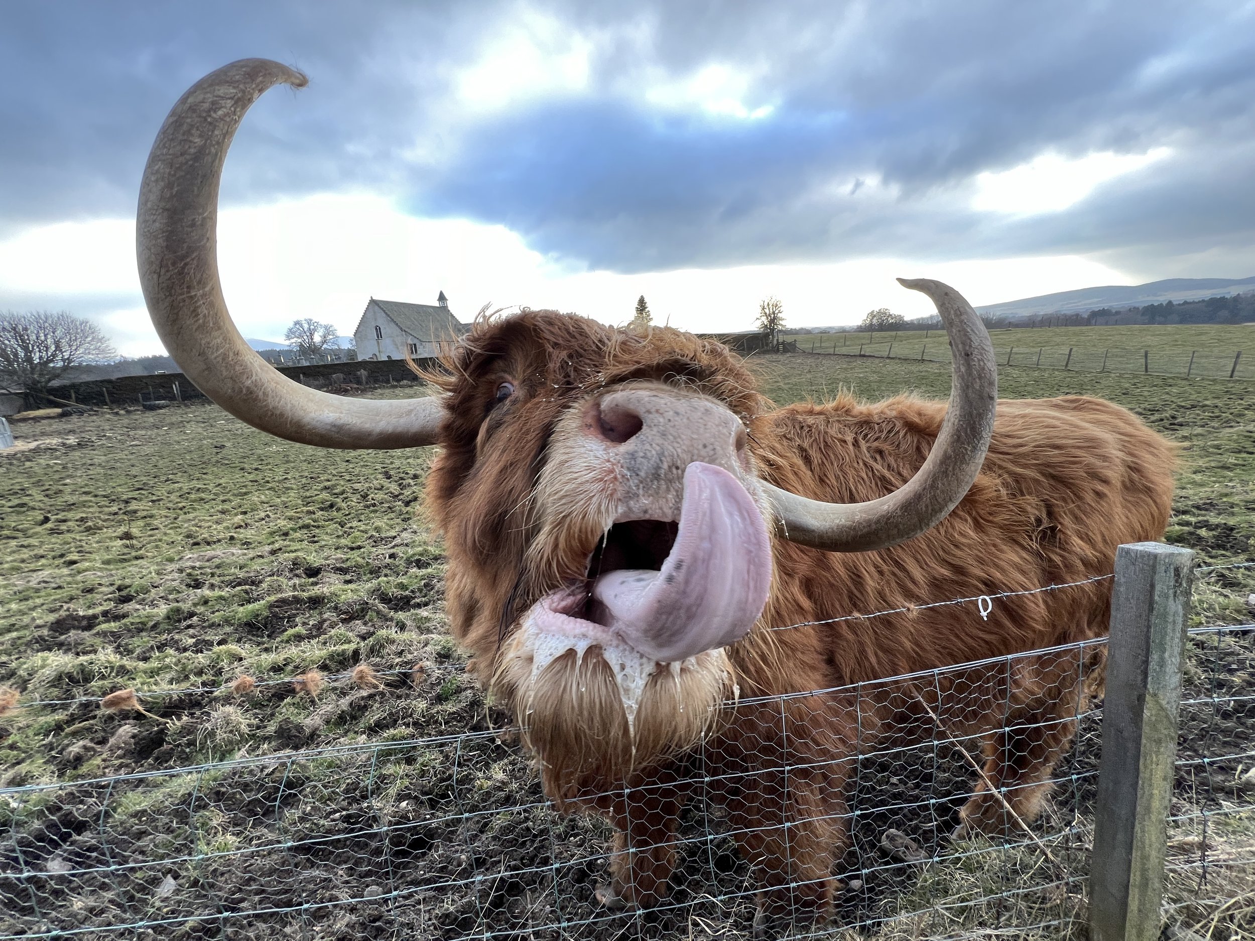 Murdo the drooling Highland cow at Castle Roy in Cairngorms National Park