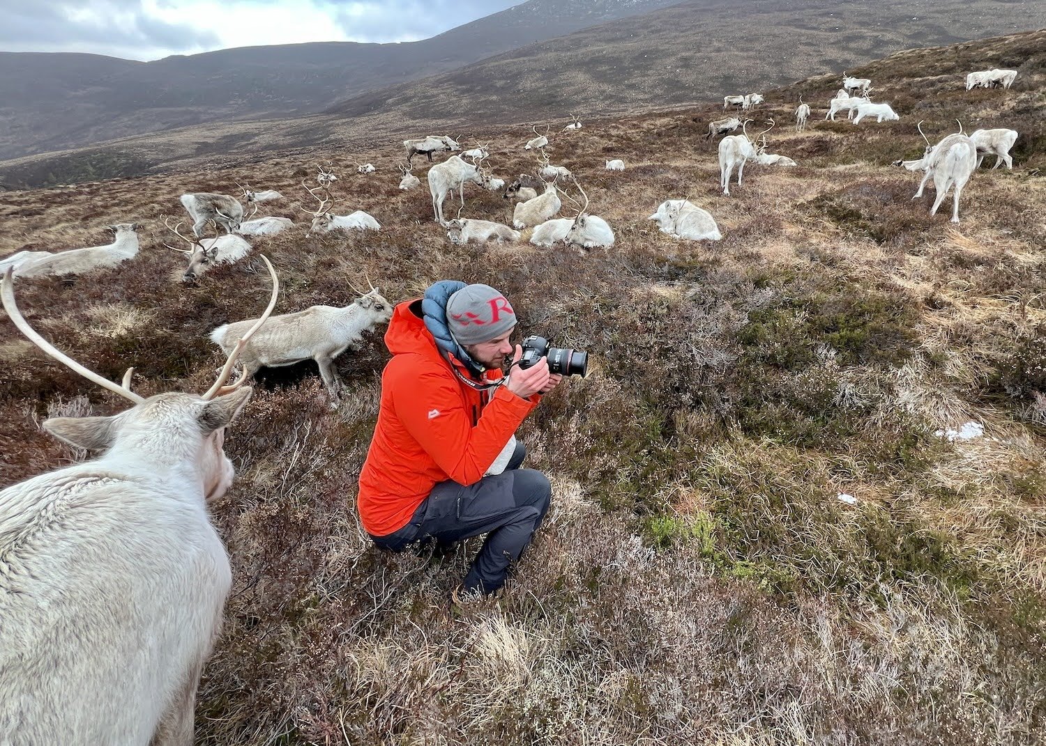  Wilderness Scotland guide Joe Mann photographs the Cairngorm Reindeer Herd 