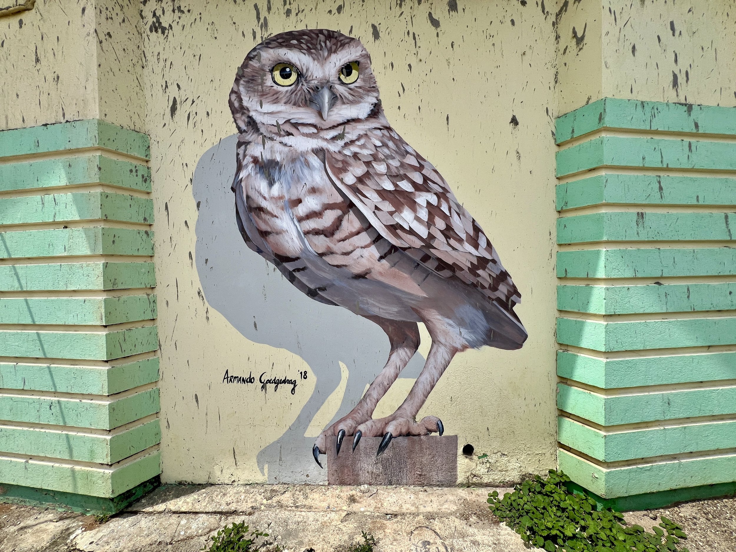 Shoco, a burrowing owl mural by Armando Goedgedrag in San Nicolas CREDIT Jennifer Bain.JPG