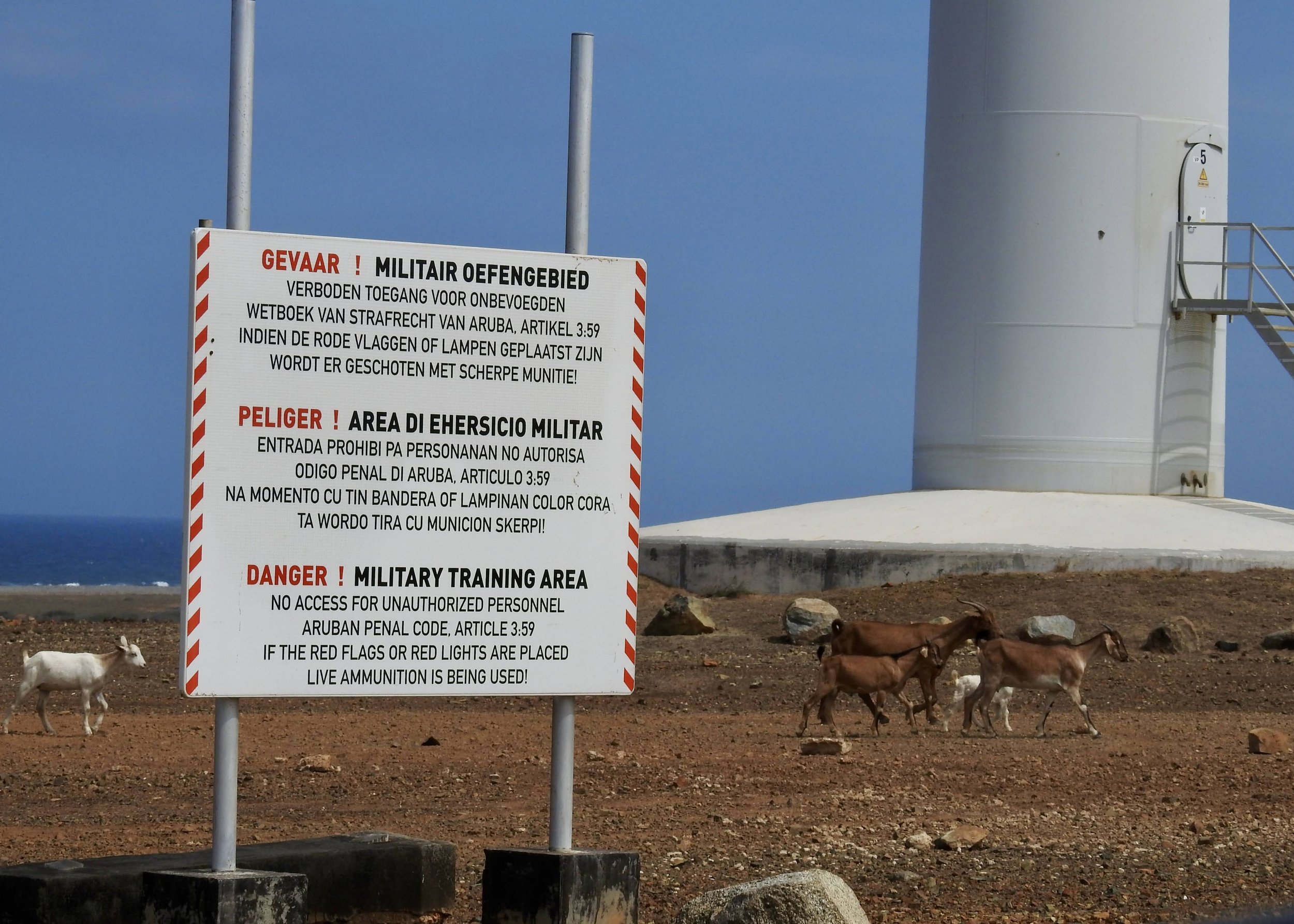 Goats in a restricted area by a wind farm CREDIT Jennifer Bain.JPG