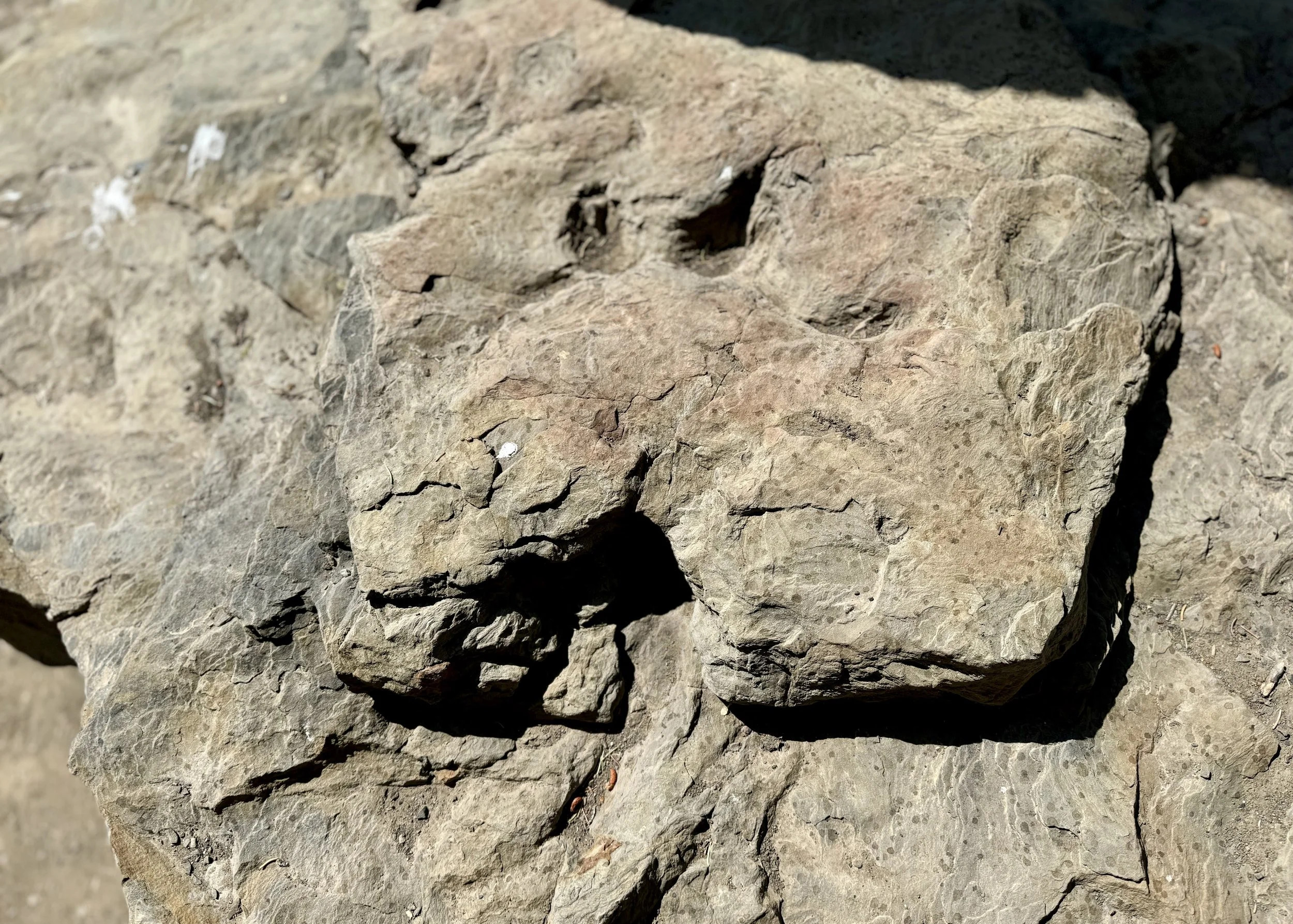 Dino footprints-in rock CREDIT Jennifer Bain.jpg