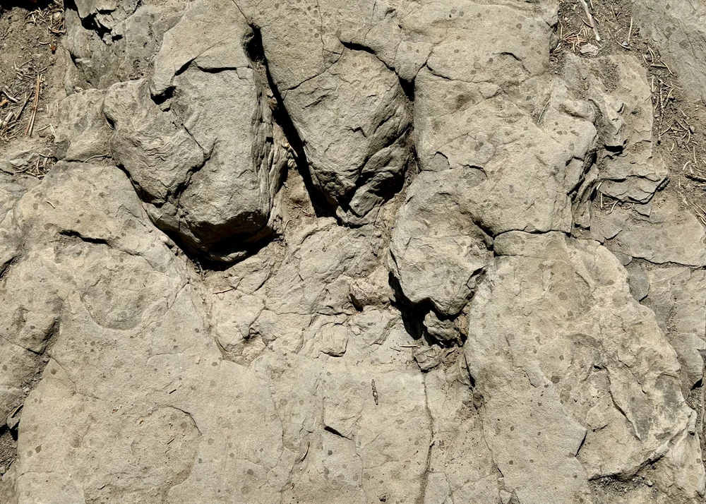 Dinosaur Trackways And Other Reasons To Love Tumbler Ridge, British ...