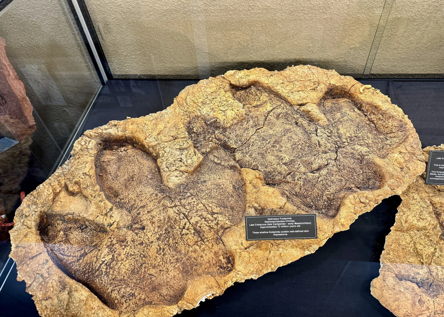 Dinosaur Trackways And Other Reasons To Love Tumbler Ridge, British ...