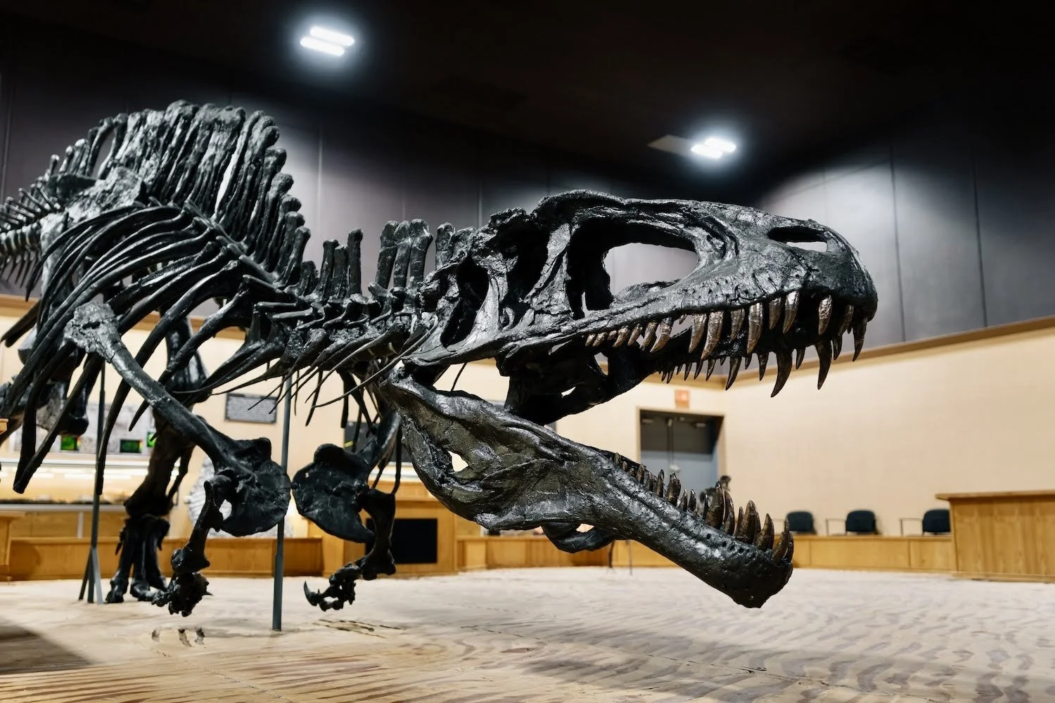Dinosaur Trackways And Other Reasons To Love Tumbler Ridge, British Columbia