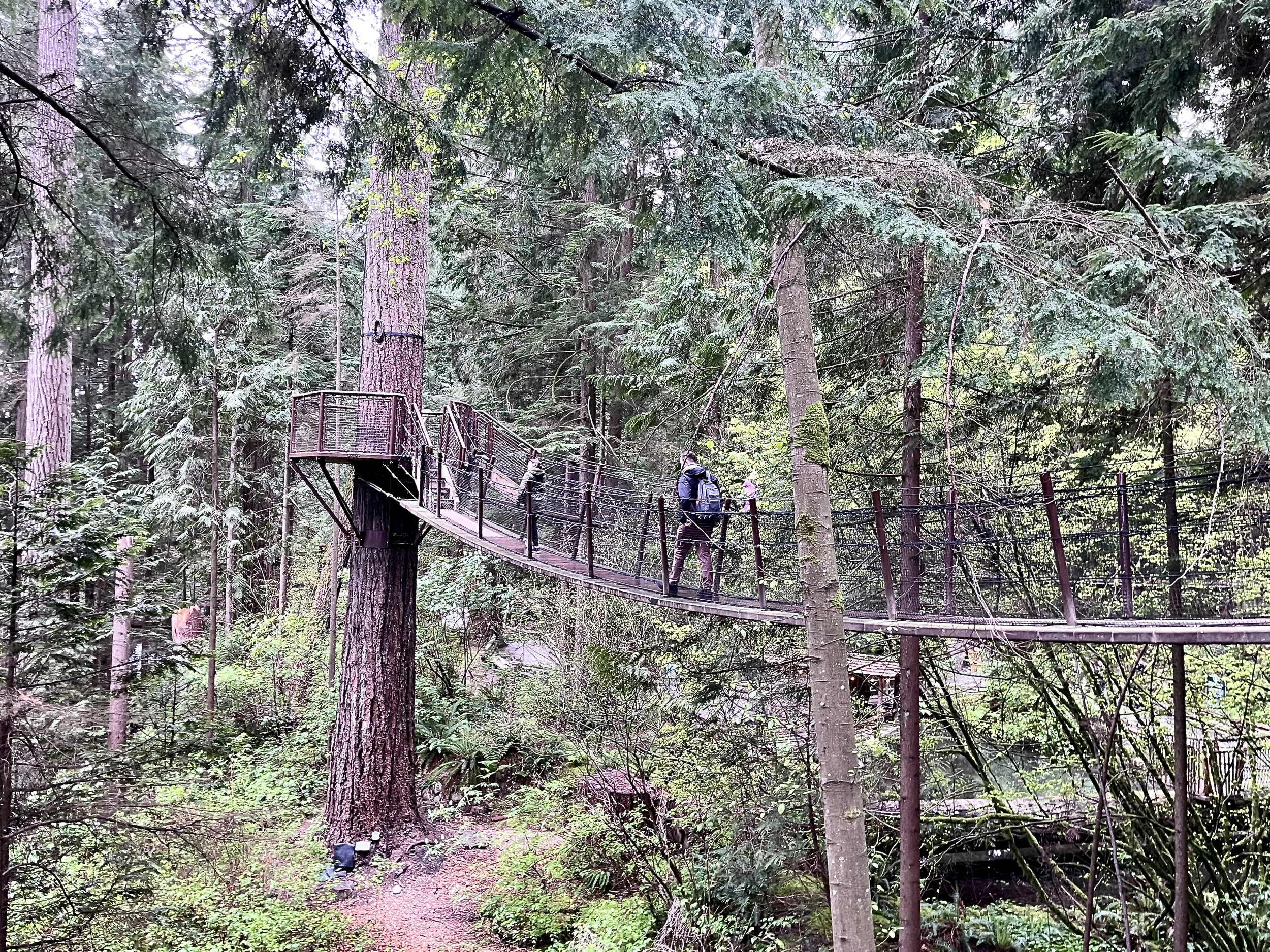 Treetops Adventure Modern Traveller 5.JPG