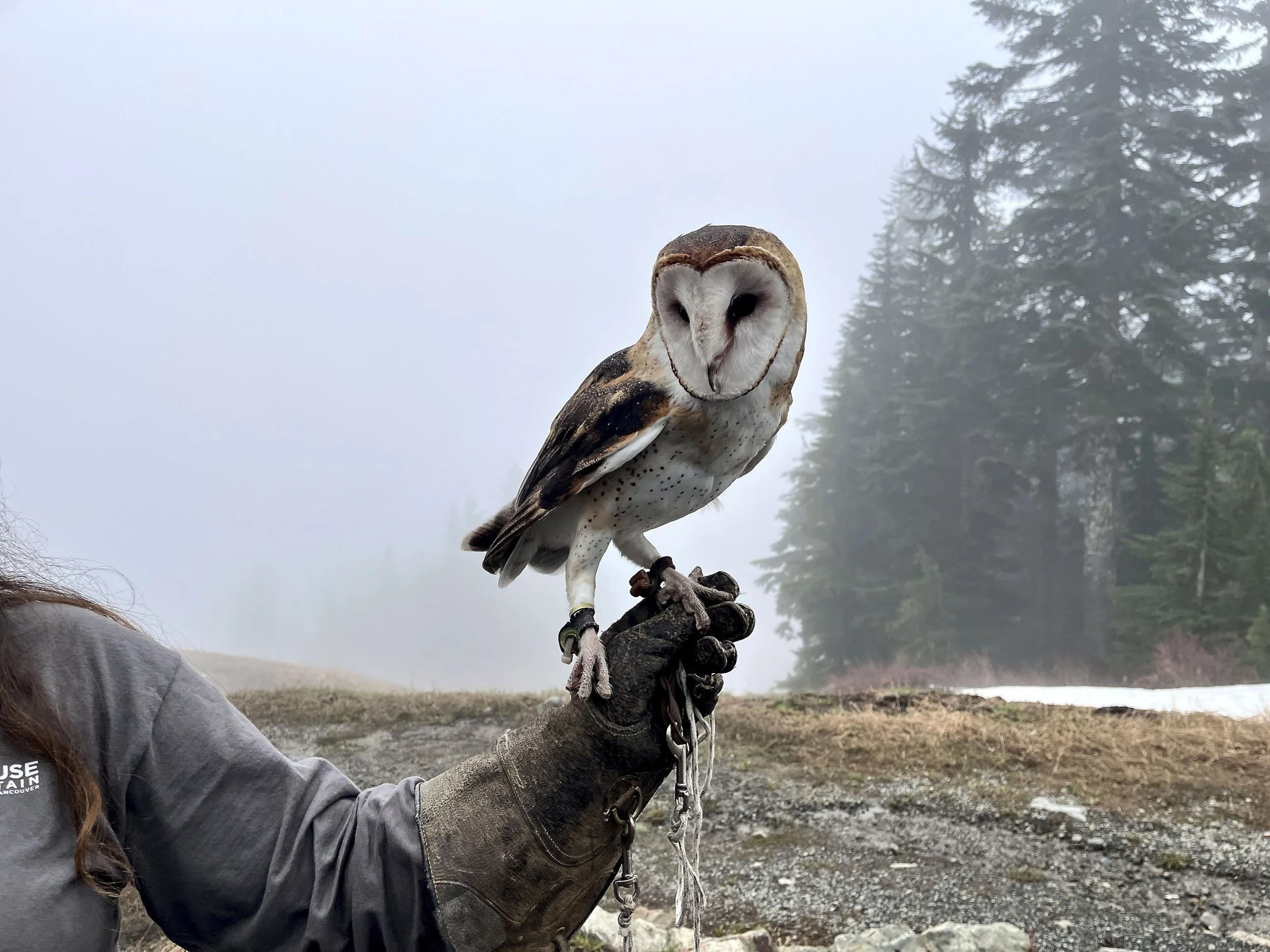 Grouse Mountain Modern Traveller 2.JPG