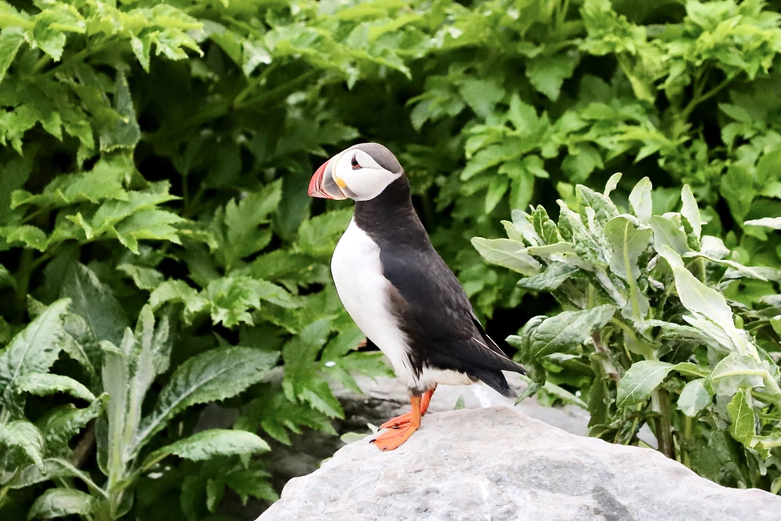 A handsome puffin posing on Île aux Perroquets.JPG