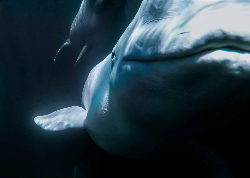 Bain There, Done That: My 2026 Canadian Travel Wish List