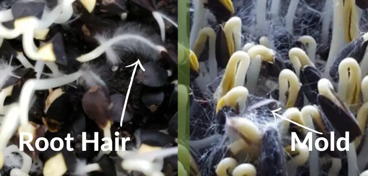 White web-like fungal growth spreading across germinating seeds