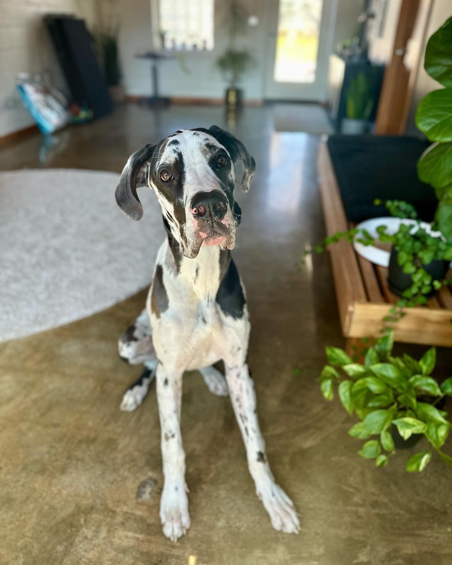 We train all sizes, folks! 😂

Time to welcome Nash, the young Great Dane into the pet.tech fam.

Nash is a great example of a dog who already is really sweet and well-behaved, but will still benefit from developing a solid foundation through board &