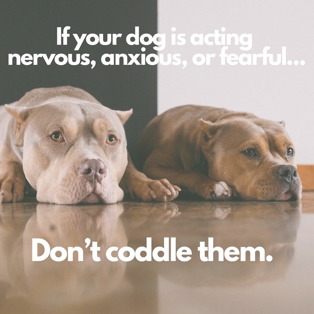 Even though it&rsquo;s a natural human response, softening your dog&rsquo;s unstable mindset will only reinforce the unhealthy pattern.

Your intention: &ldquo;It&rsquo;s OK, sweetie, it&rsquo;s OK. Don&rsquo;t worry.&rdquo;

Your dog&rsquo;s interpr