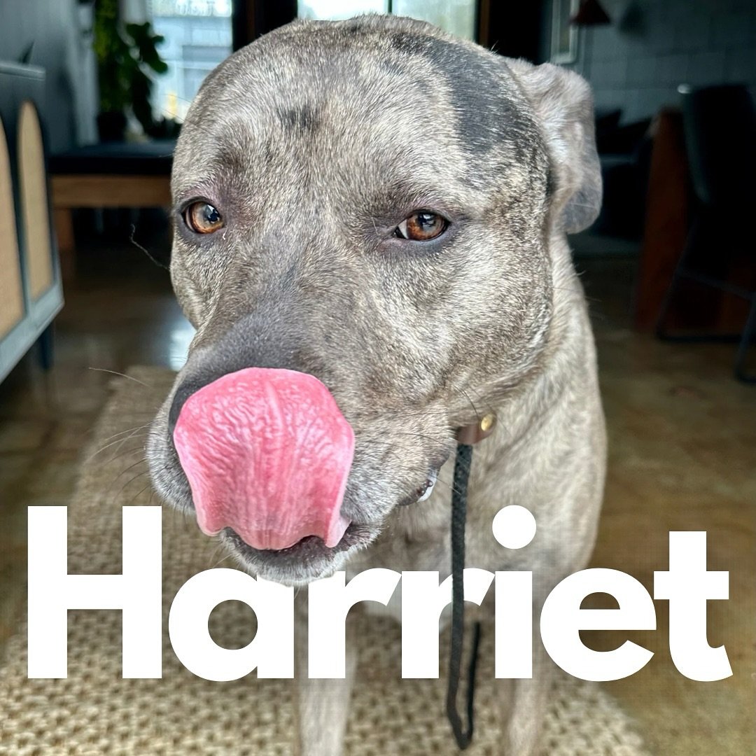 Harriet, the 4-year-old Mixed Breed, has arrived!

This sweet girl just checked into her program to get a better handle on some of her more concerning behaviors. 

Harriet has a couple of biting incidents (household dog and an unknown dog), some hous