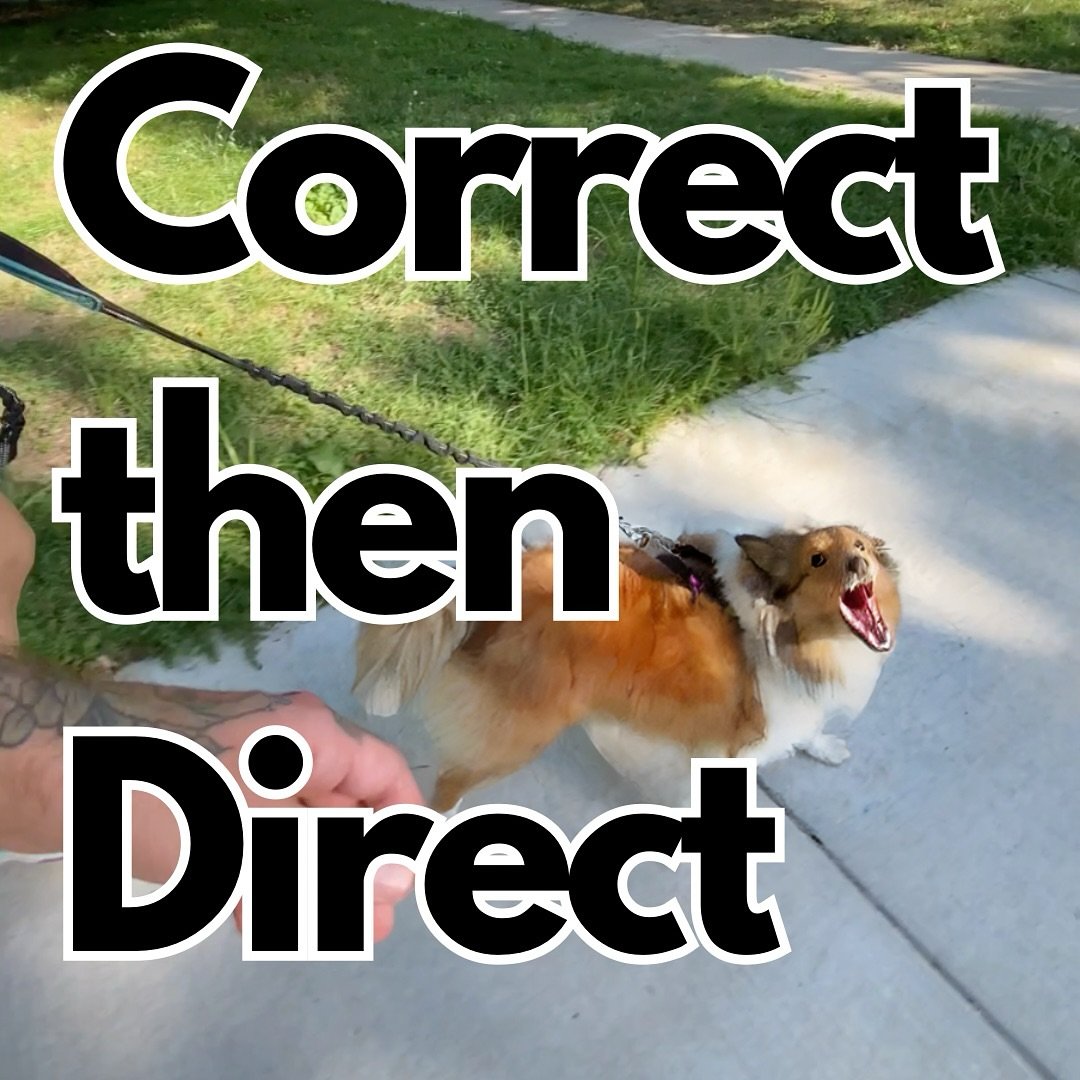 So many trainers will instruct you to focus on obedience or eye contact during reactive or disobedient moments-

&ldquo;Ask for a Sit to stop them from jumping.&rdquo;
&ldquo;Put them on their bed so they don&rsquo;t rush the door.&rdquo;
&ldquo;Have