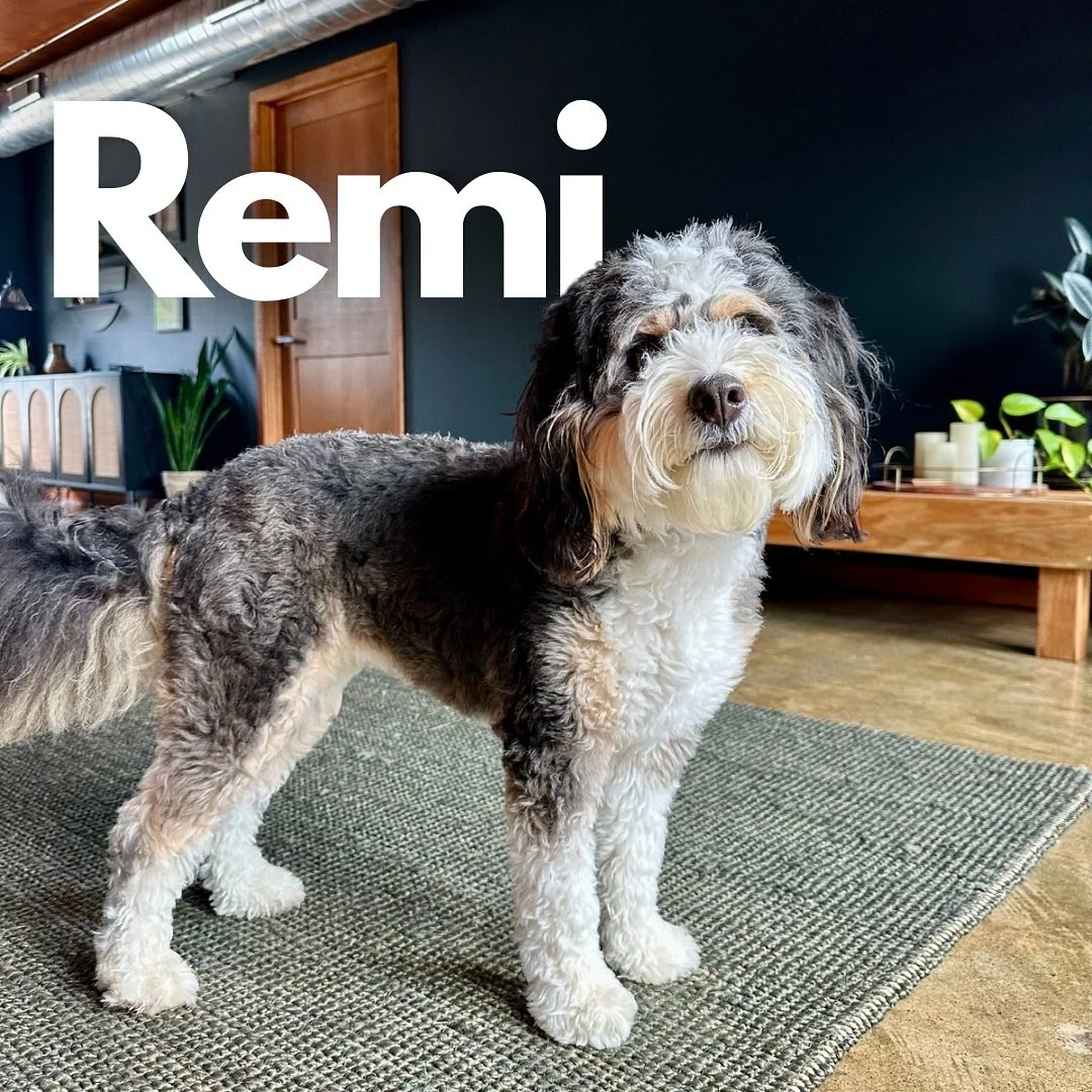 We&rsquo;ve got another new student! Say hello to Remi, the Mini Bernedoodle!

Although incredibly sweet, affectionate, and friendly with both dogs and people, Remi has a few behavioral &ldquo;quirks&rdquo; that have lingered a bit too long at home.
