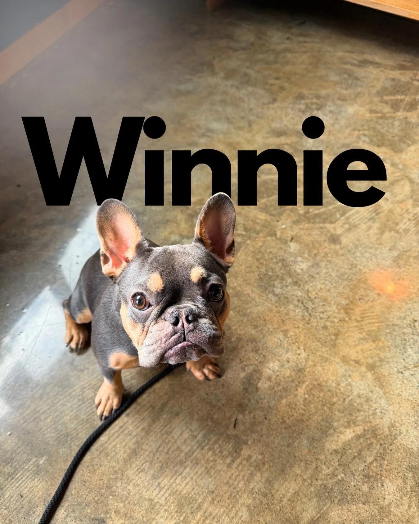 It&rsquo;s a new year, and we&rsquo;re excited to introduce a new face! This is Winnie, the young French Bulldog who just arrived because her New Year&rsquo;s resolution was to work on her manners 🎉 

Here&rsquo;s what we&rsquo;re up against:
&bull;