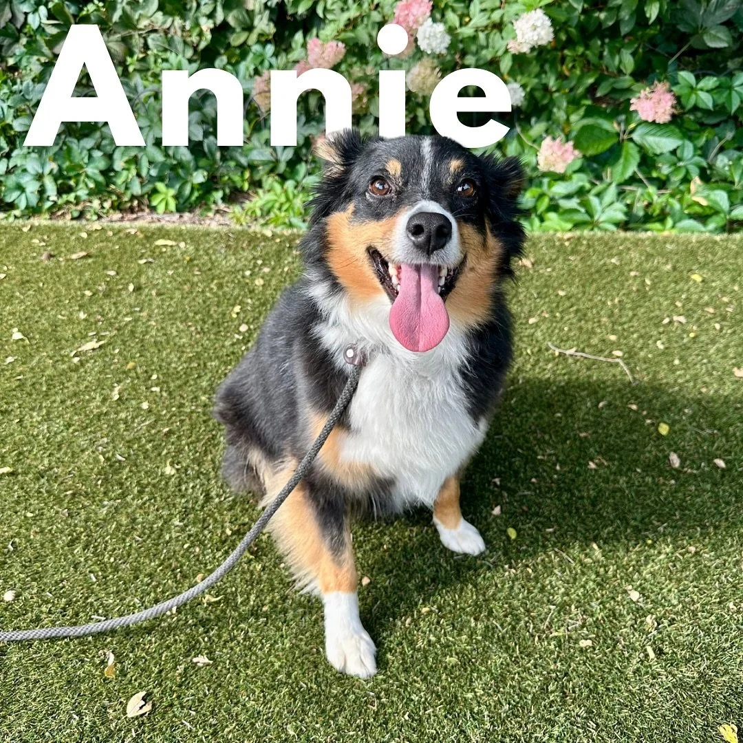 We&rsquo;re back with another new student, Annie!

A young Australian Shepherd who has come with a considerable amount of nervousness. Annie is incredibly sweet but very skittish. With time, she&rsquo;s settled into her home routine well, but her fam