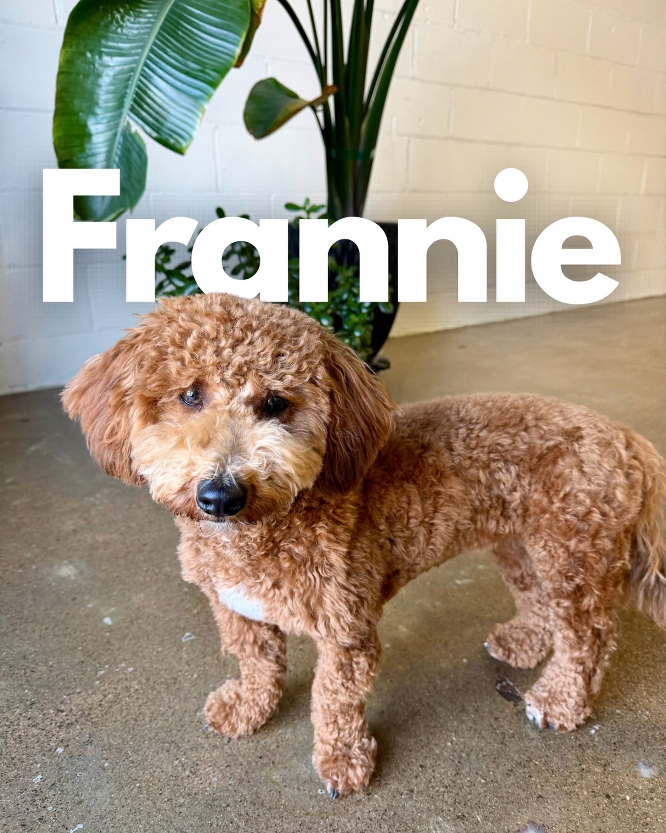 We&rsquo;ve got another young one to introduce! Frannie has just arrived and is ready to learn our training fundamentals to use in everyday life 🙂

Not quite a year old, Frannie is in a phase of chewing (and destroying) everything, peeing in the hou