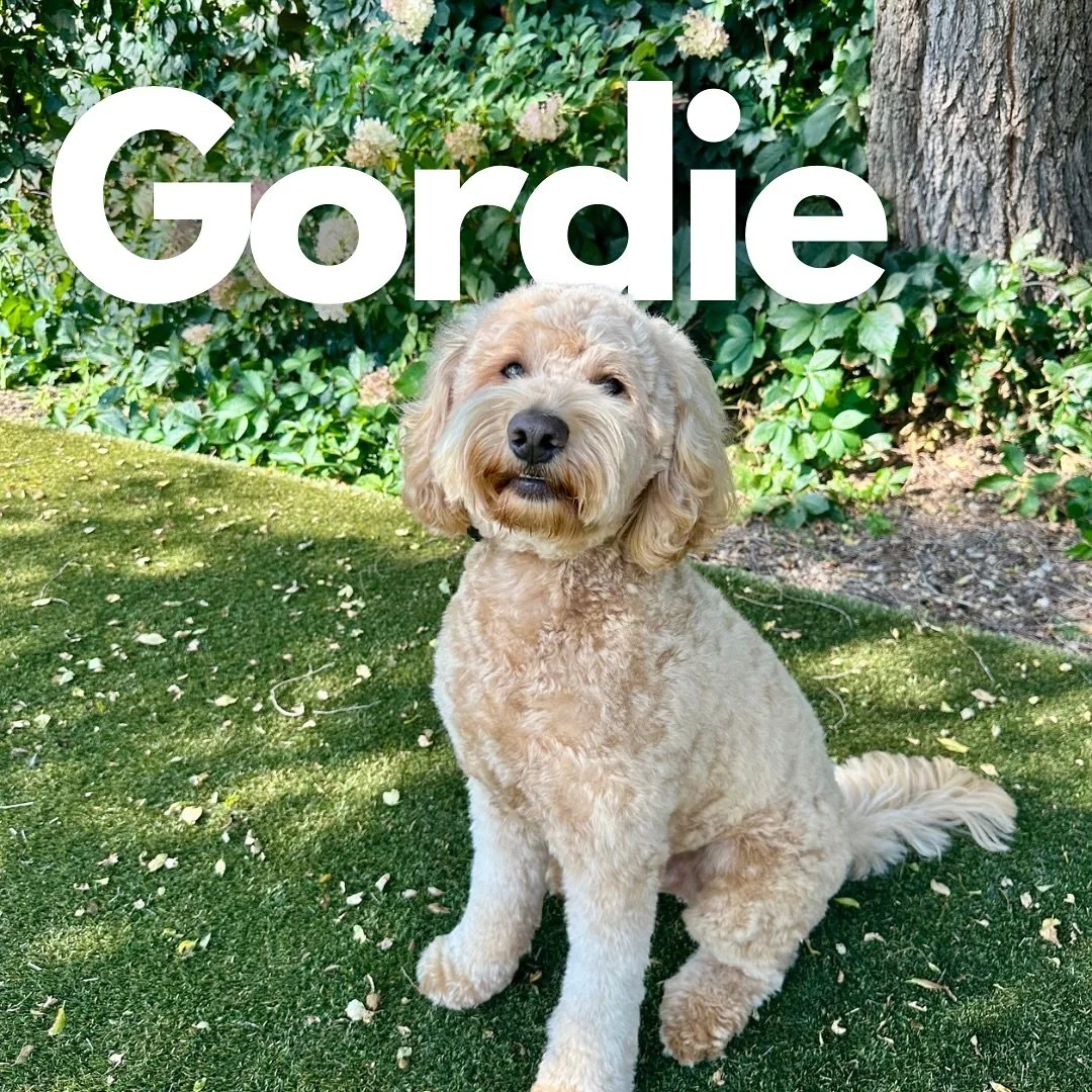 Please welcome Gordie the Goldendoodle! 

Gordie just so happens to be turning 2 tomorrow, so we&rsquo;re celebrating by learning how to not growl at humans 😆

Gordie is super smart and very sweet. He has also received a significant amount of profes