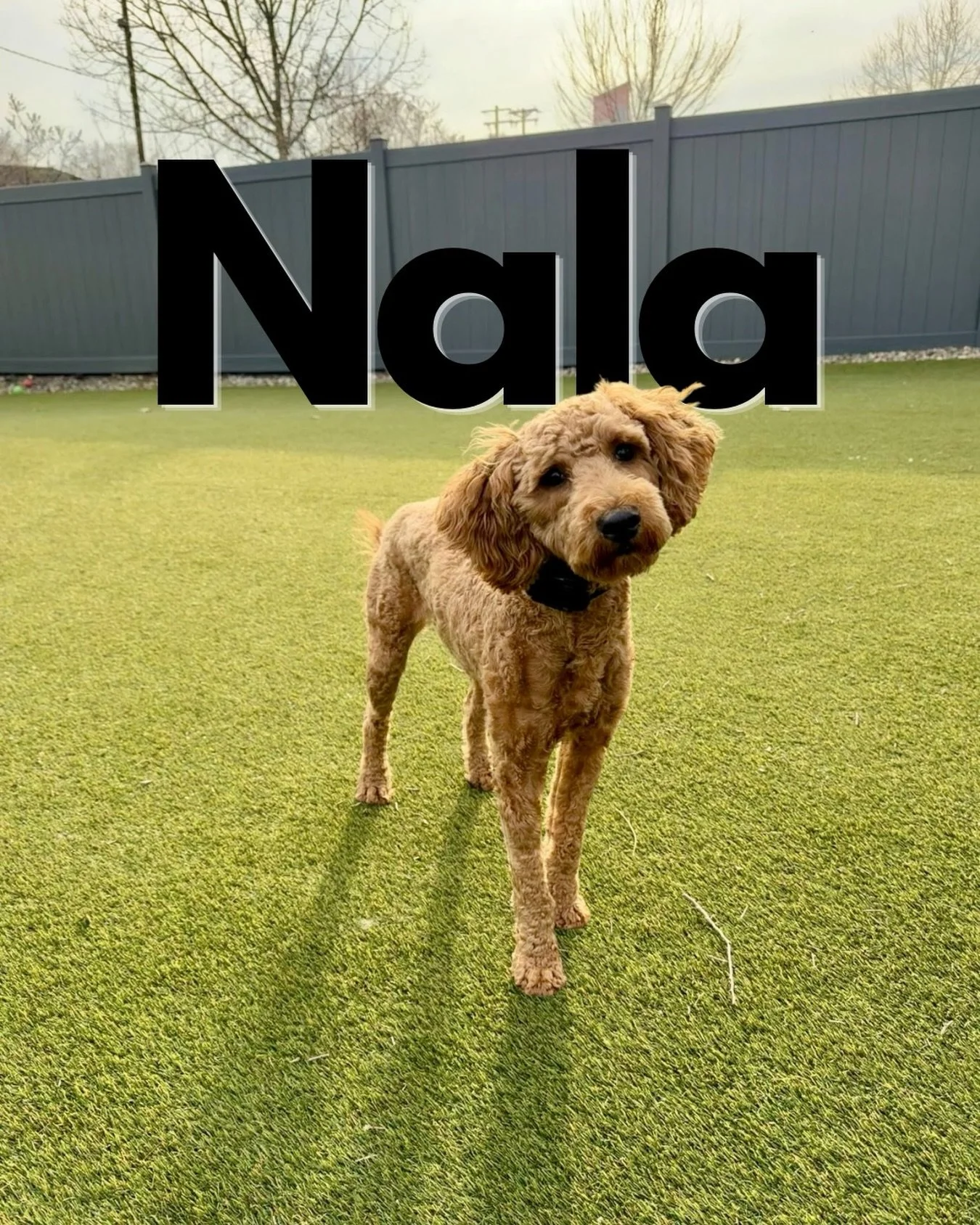 Hi! Remember us? We&rsquo;re back with a new student and excited to get the learning started! 

Nala is a young pup here because she&rsquo;s been a little menace at home! 😈 

She literally chews everything, like, everything. 

She jumps on people, a