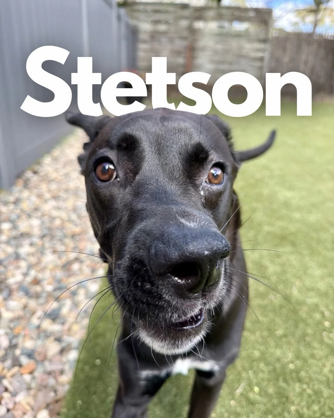 I&rsquo;m excited to introduce Stetson to you all.

This (just about) one-year-old mixed breed just arrived for his behavior overhaul, and not a moment too soon. This happy boy is so sweet, but his energy has become almost impossible to control. Jump
