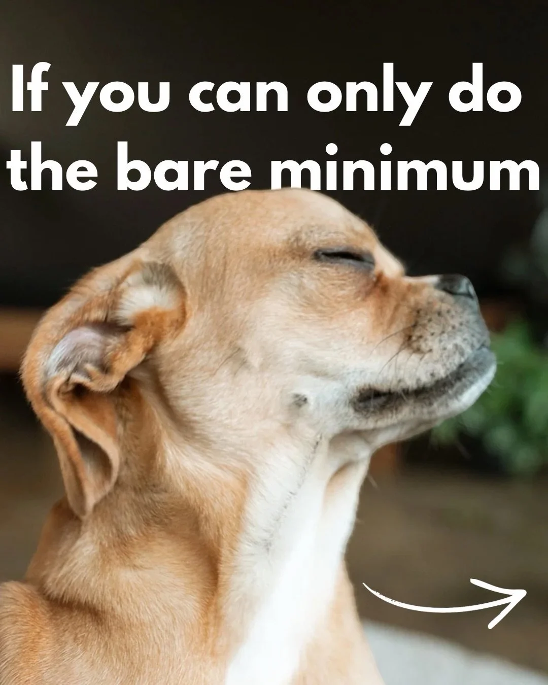 Life is busy, but let&rsquo;s not forget that our dogs need to be fulfilled to feel good. So here&rsquo;s a list of the easy things we all can (and should) be doing daily. 

1. Thresholds: Patience, respect, human-awareness.

2. Place: Mental discipl
