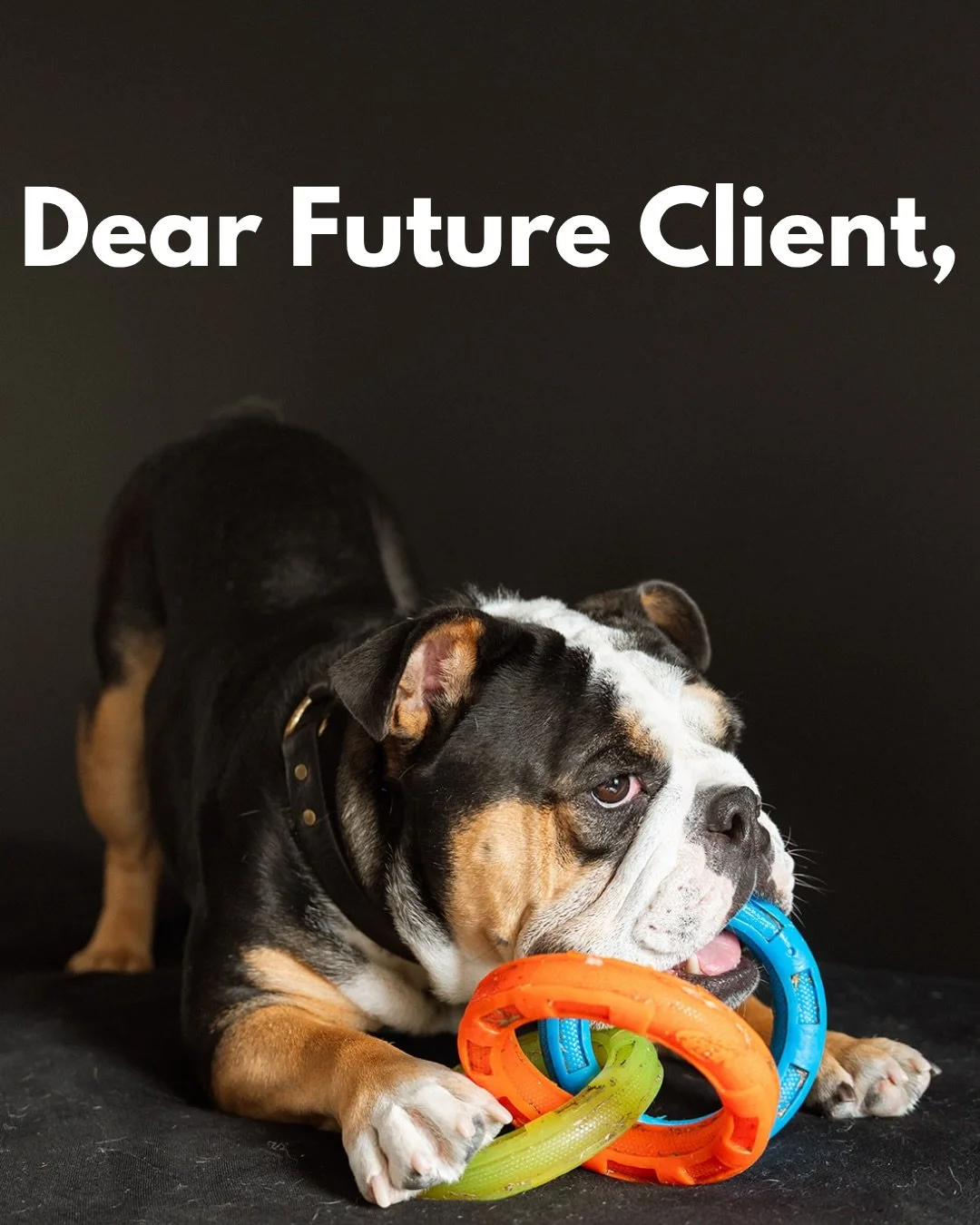 A training service isn&rsquo;t just for your dog; it&rsquo;s equally about your journey in becoming a better advocate and leader for them.
