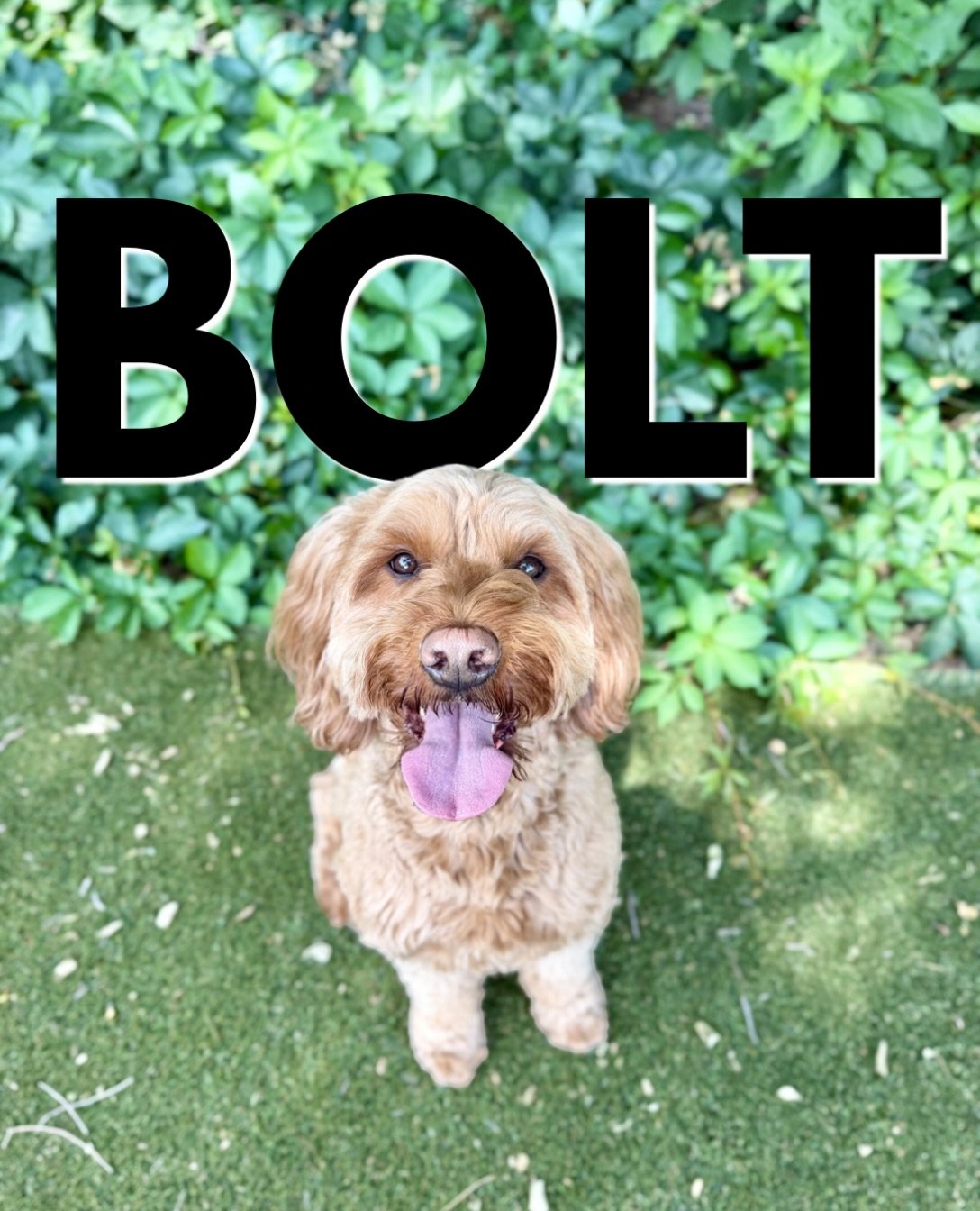 Say hi to Bolt!

Another amazingly sweet dog who is here for a behavior overhaul. This guy is adorable but has moments of chaos and intensity. 

Bolt is 5, which means he&rsquo;s had some time to pattern unwanted behaviors and learn how to get away w