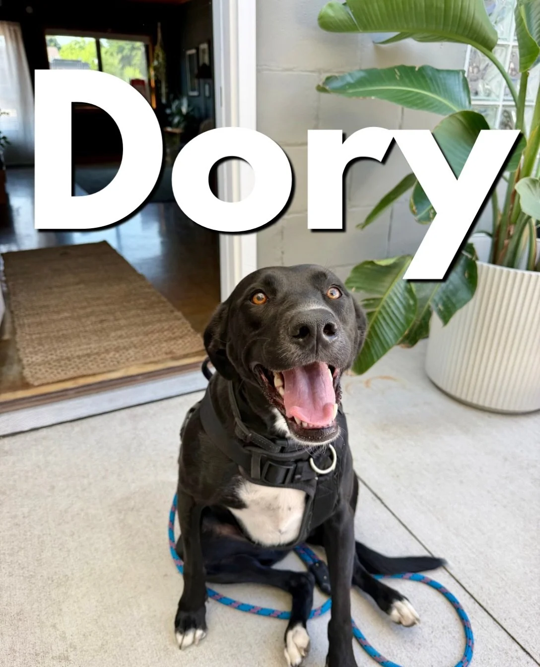 We&rsquo;ve got another sweet pup to introduce!

Dory just arrived for our board &amp; train program, and I&rsquo;m very excited she&rsquo;s here.

She is SO sweet, so friendly, but also has a very hard time controlling her excitement. She basically 