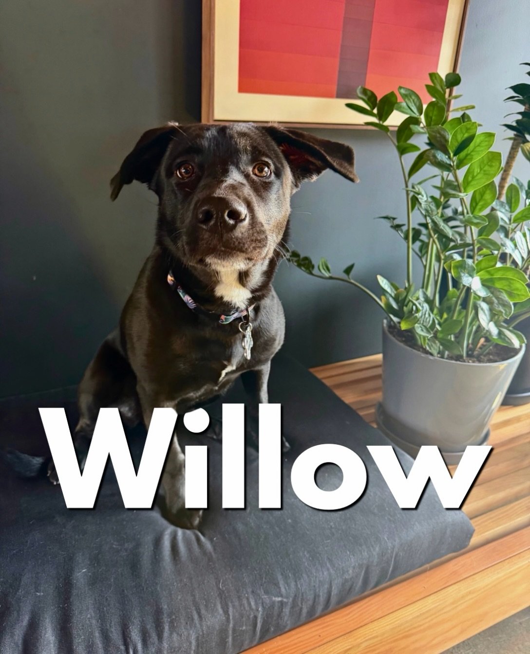 New student announcement! 📣 

Willow is here and ready to take her training to the next level. 

Willow isn&rsquo;t a stranger to us; she&rsquo;s been boarding here recently, waiting to be of age for a proper training program (we like to start at 7-