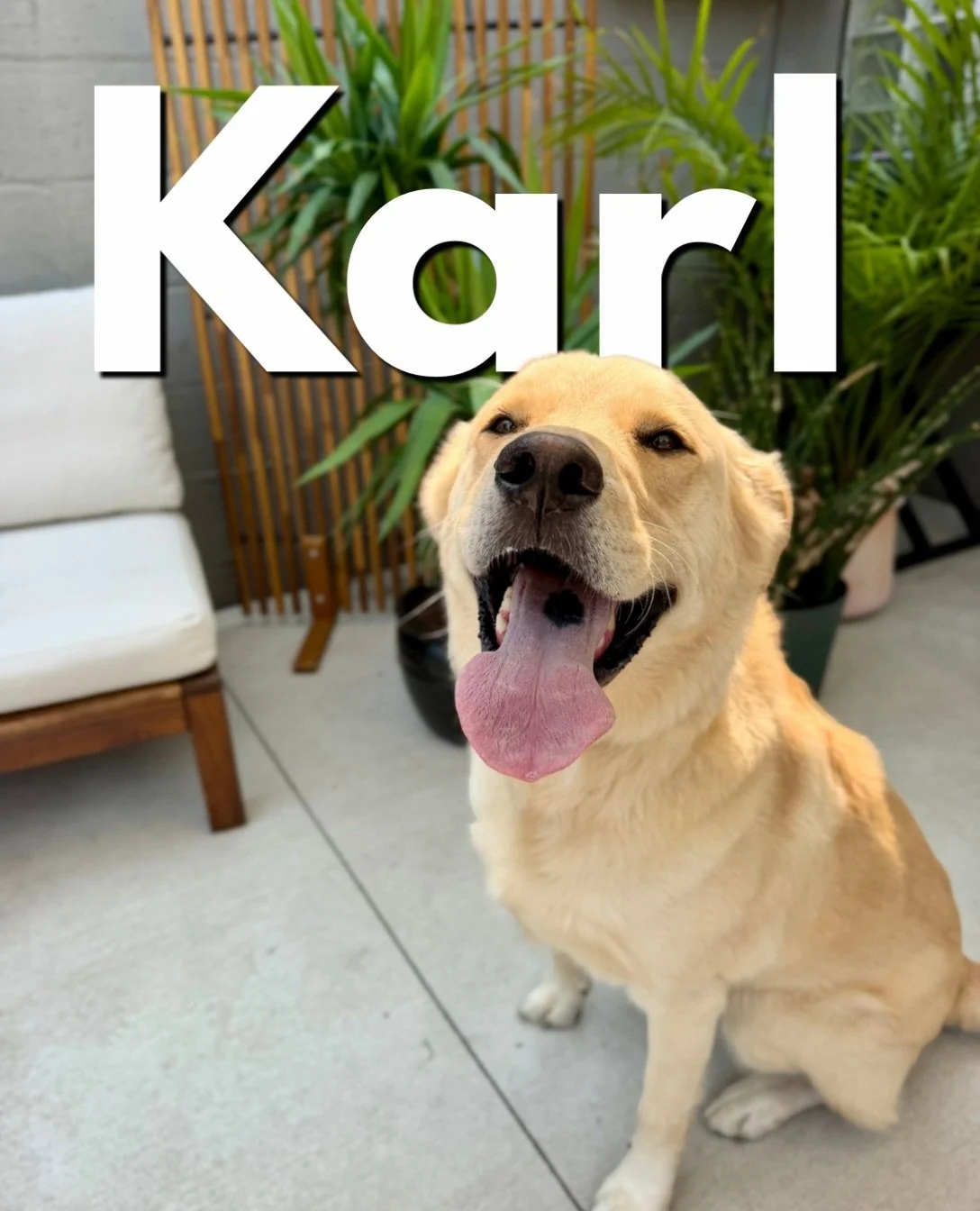 Karl has arrived! 

This big dude is Dory&rsquo;s housemate (she graduated last week!), so now it&rsquo;s brother&rsquo;s turn to refine his training skills 😊

We&rsquo;ve got some leash skills to improve, recall to train (currently nonexistent), an