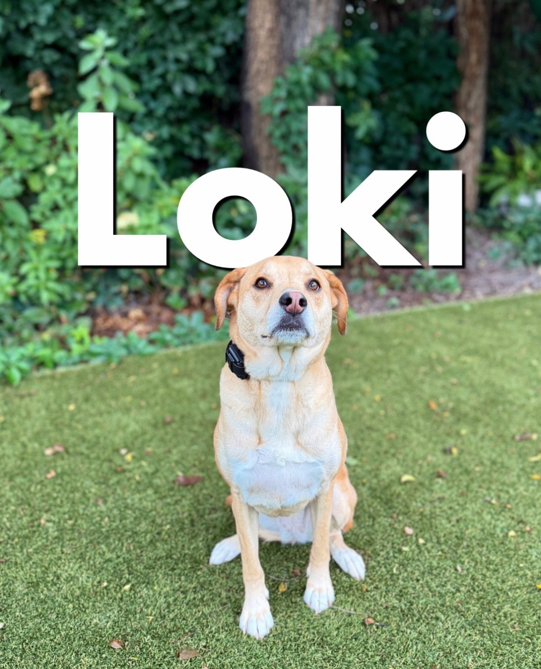 Back at it and ready to introduce our newest student!

Loki arrived last night, and we&rsquo;re ready to help her gain some confidence and impulse control.

Loki is a very sweet dog, but is very timid, lacks independence, as well as some household be
