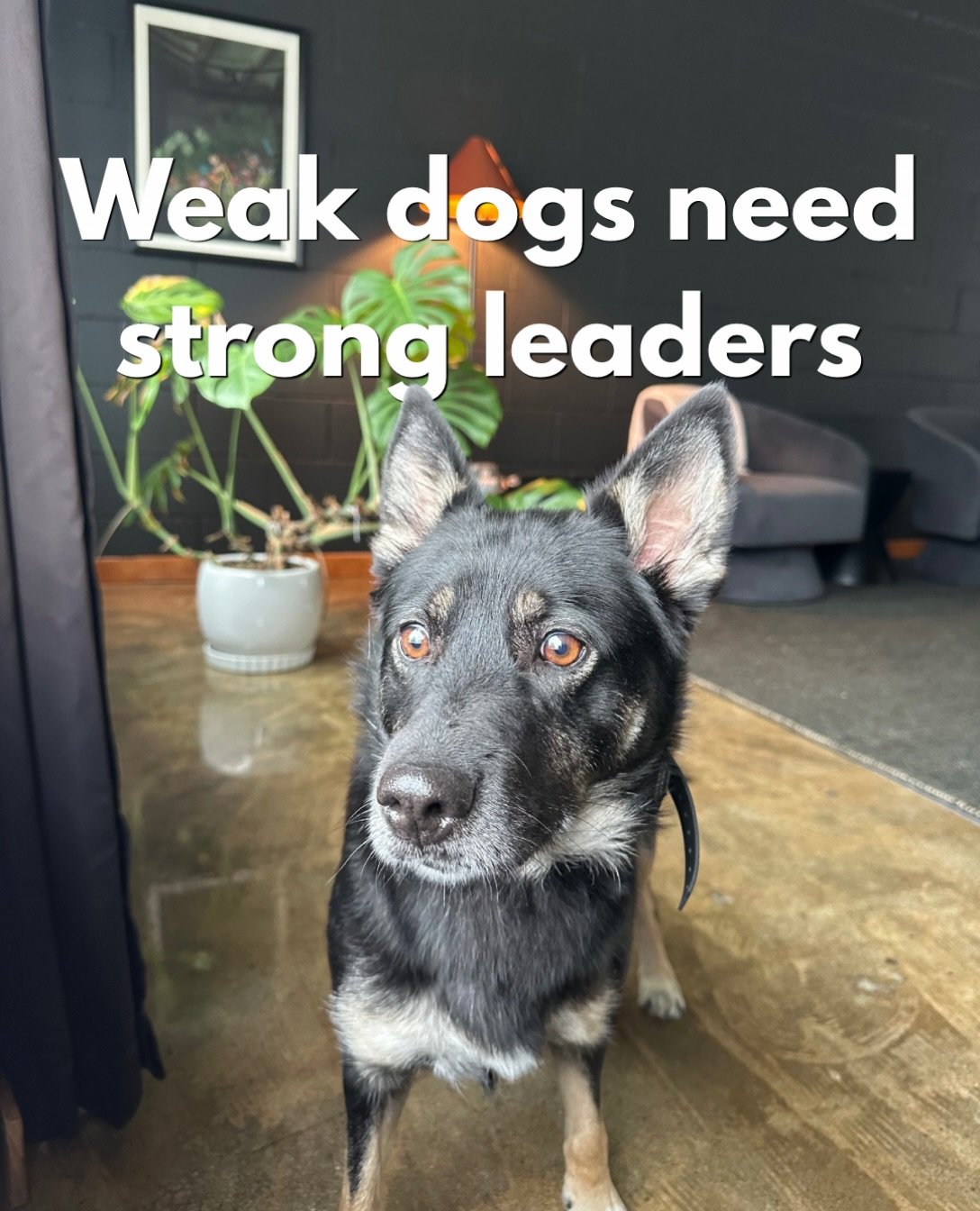 It&rsquo;s natural for us humans to soften when we see a dog who&rsquo;s timid, tail-tucked, anxious, or generally displaying worry.

As hard as it is, the willingness to think and act differently can dramatically help alleviate these symptoms. The b