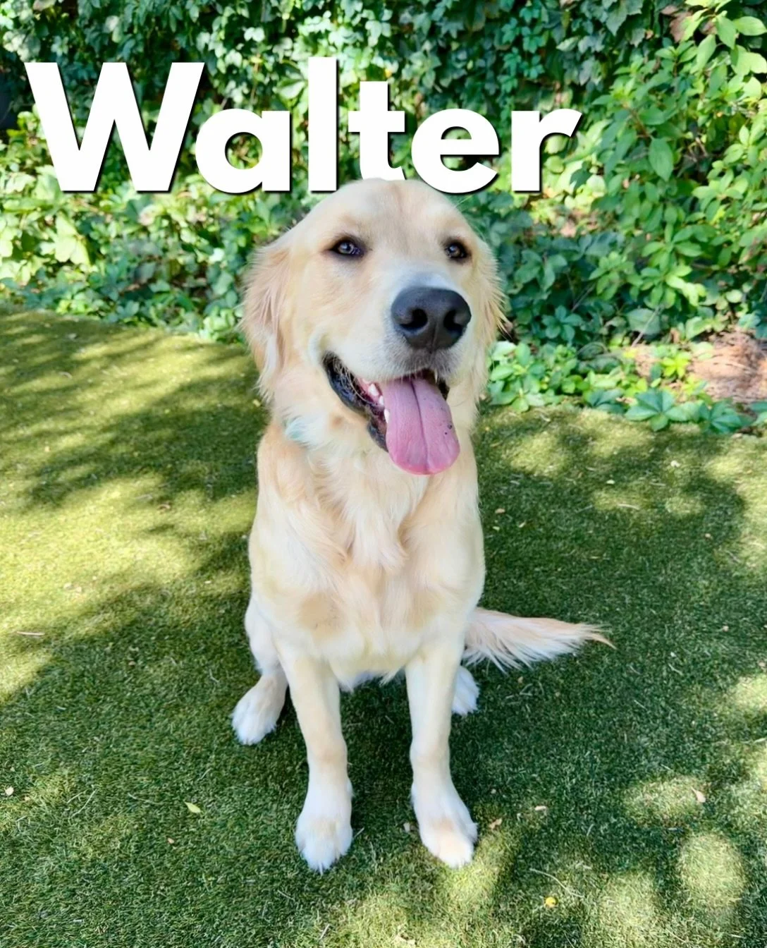 Another sweet face has arrived!

Walter the Golden Retriever is here to learn all about the benefits of balanced training. 

This dude is STRONG. Walks are a strength competition, and the human at the opposite end of the leash had better hang on tigh