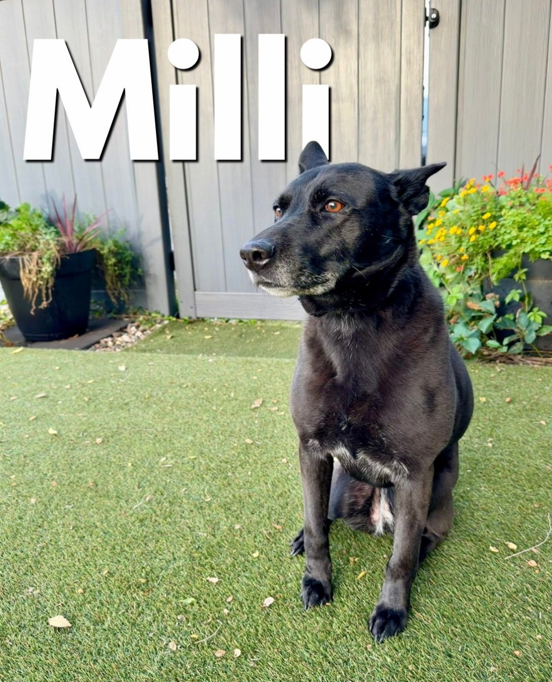 One more student to introduce!

Milli is here (Loki&rsquo;s housemate), and she brings a completely different energy into the mix.

Her main issues revolve around leash reactivity and backyard reactivity. She&rsquo;s a very intense dog in these momen