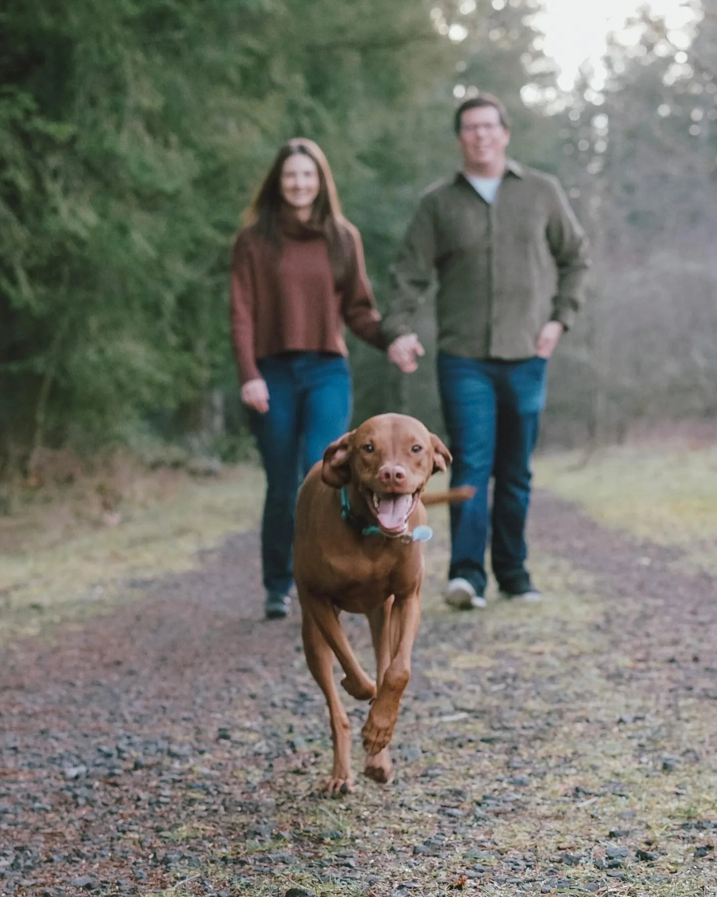 A brown dog running toward the camera with a happy expression, being followed by a couple holding hands on a forested path.