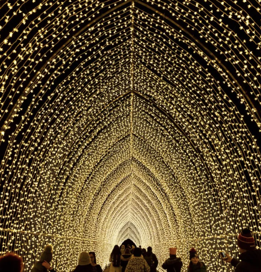 ✨The Best Holiday Light Displays in San Diego: 10 Dazzling Spots to Brighten Your Season