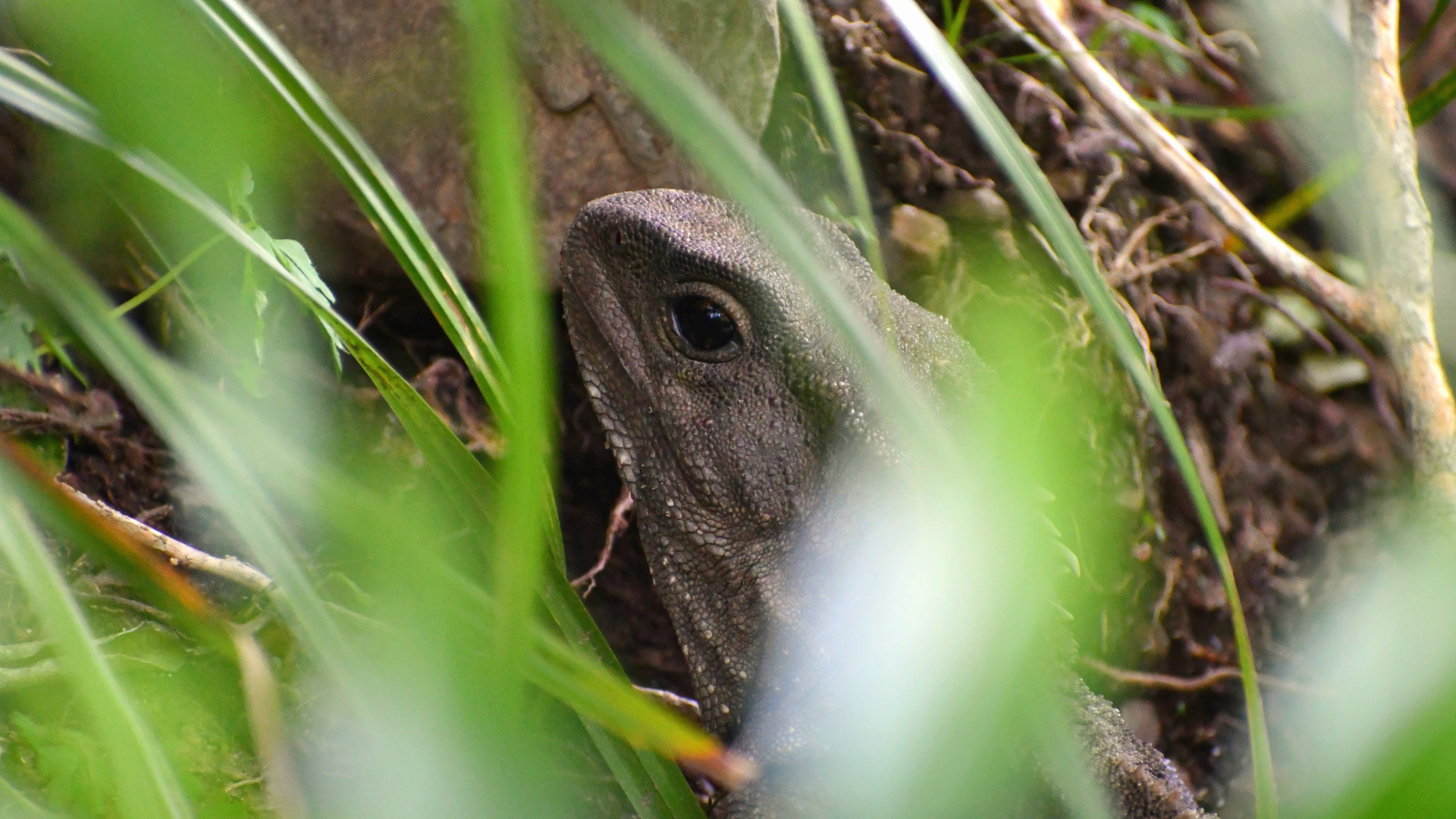 Tuatara Night Walk
