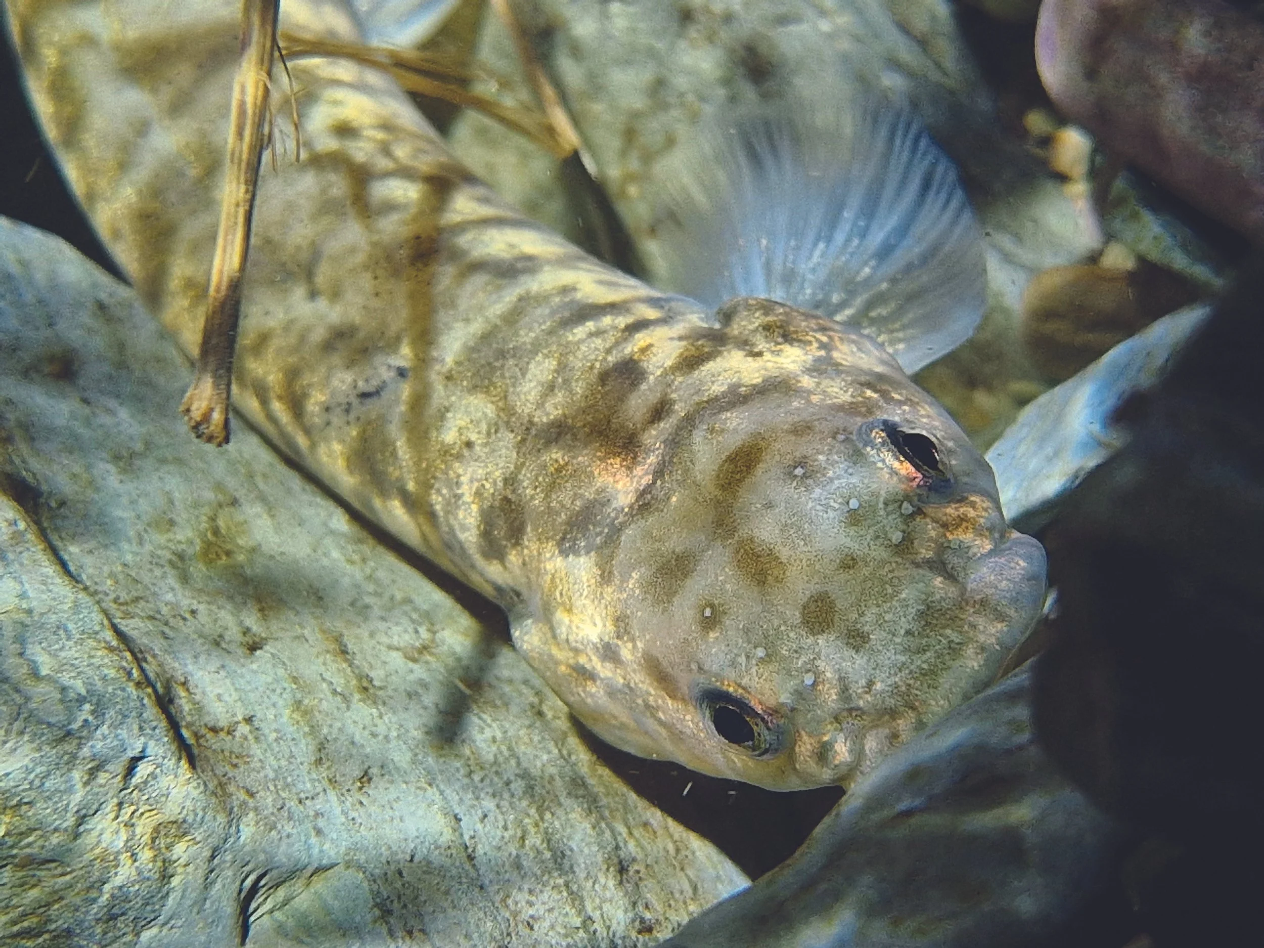 Mahitahi Breathe Workshops