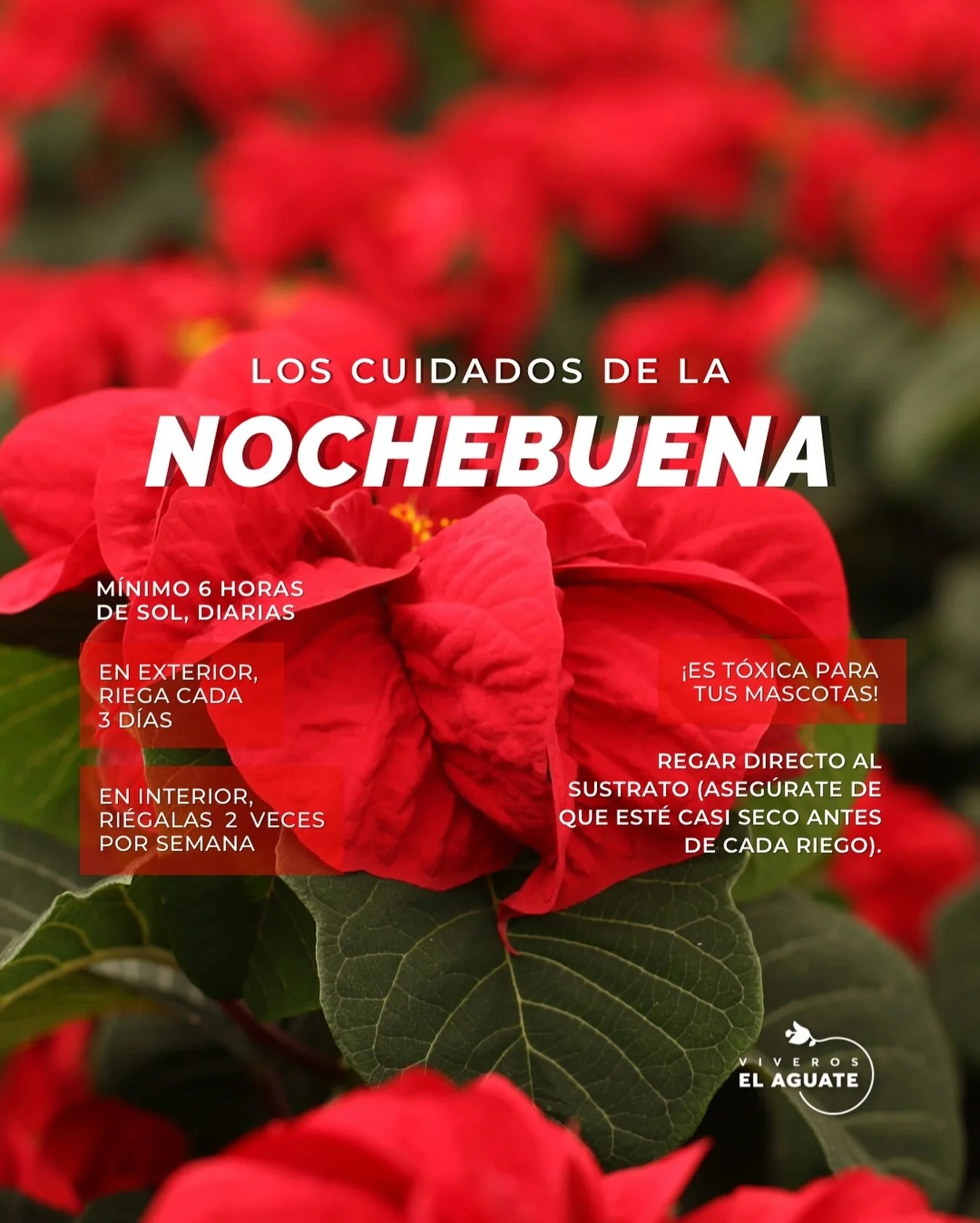 Guarda esta publicaci&oacute;n para saber c&oacute;mo cuidar tus Nochebuenas en casa ❤️✨ 

#viveroselaguate 

#nochebuena #navidad #planta #viveros #vivero #plantas #gdl #guadalajara