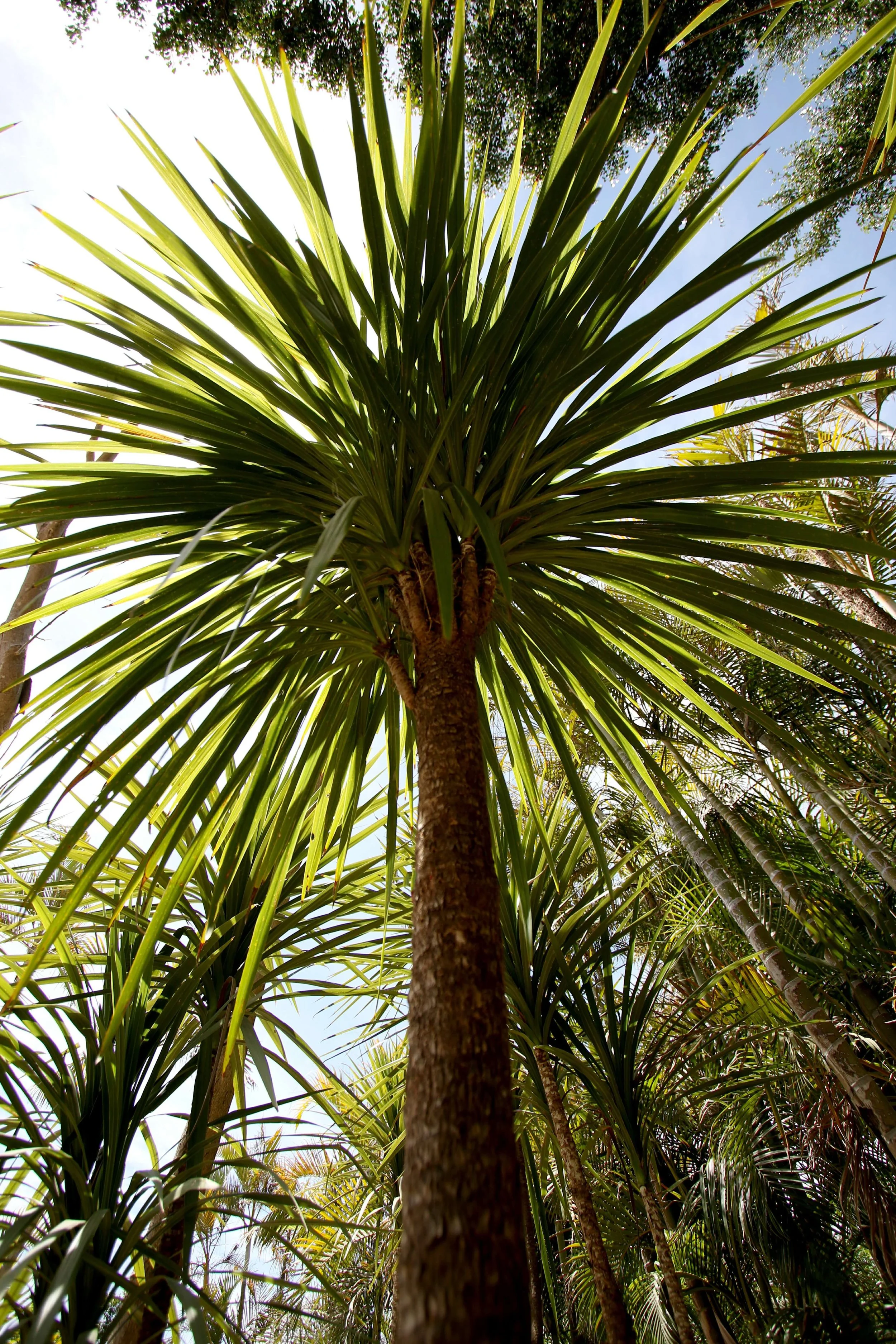 ÁRBOLES