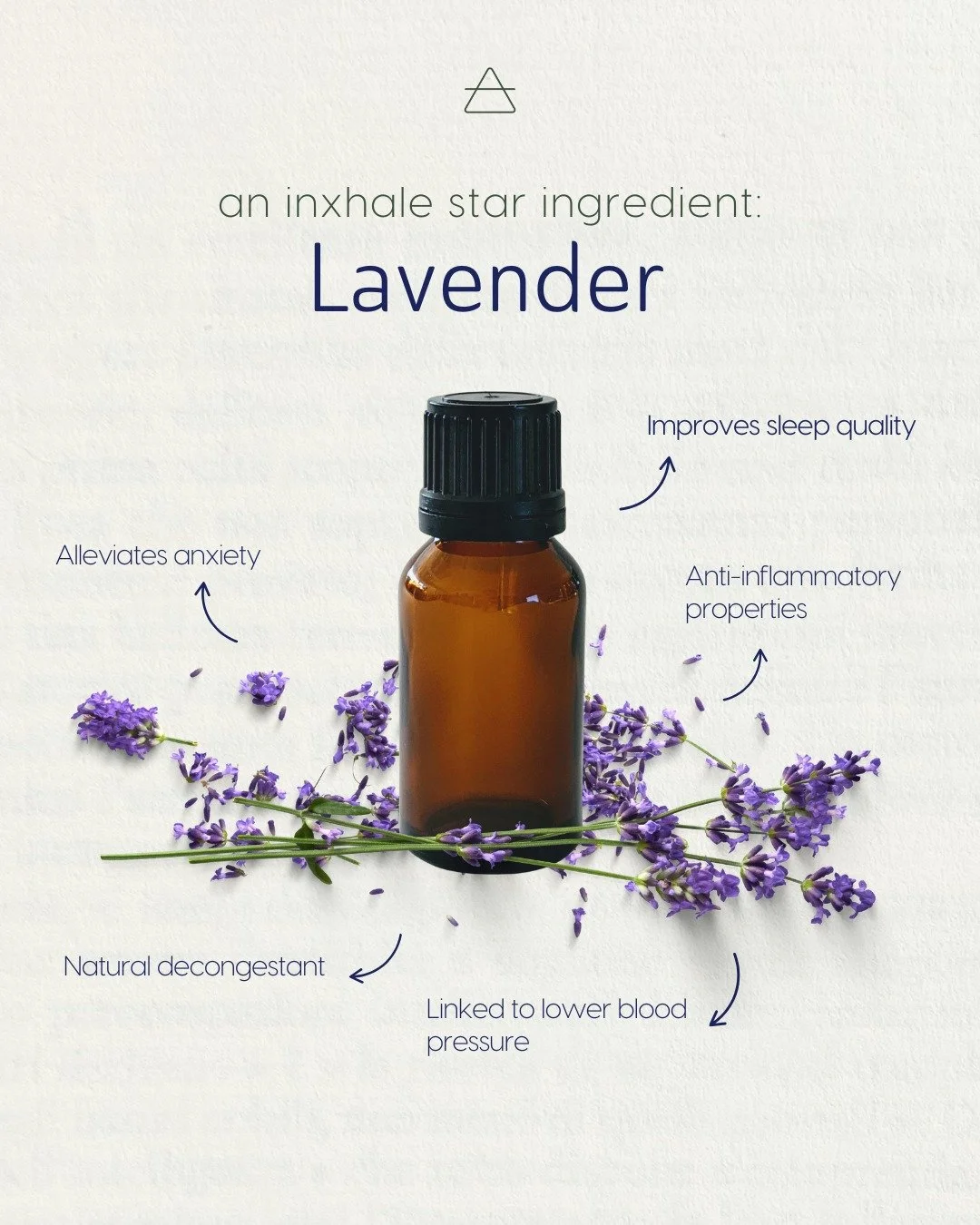 Lavender (Lavandula angustifolia) is a widely studied aromatic plant valued for its effects on the nervous system. Its essential oil has been shown to support parasympathetic activity, helping to reduce stress responses and encourage relaxation witho